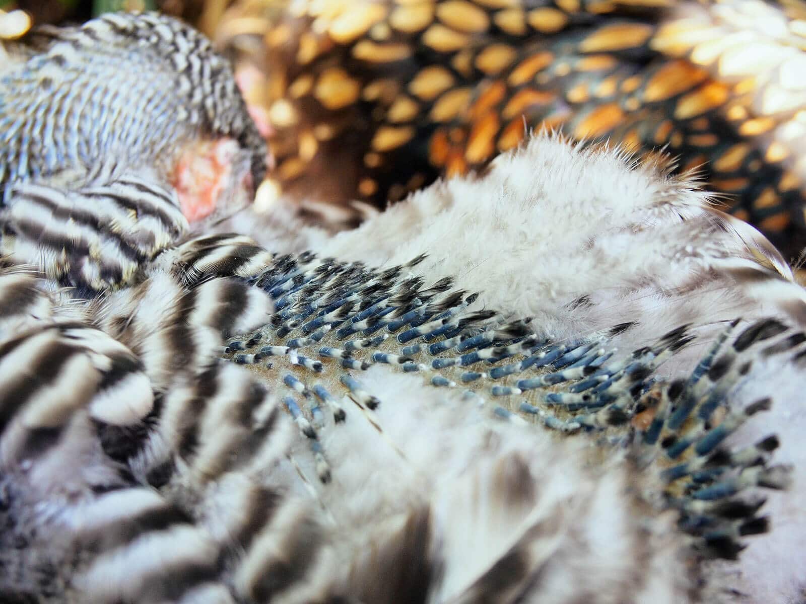 New feathers starting to emerge from the feather shafts on a chicken's back