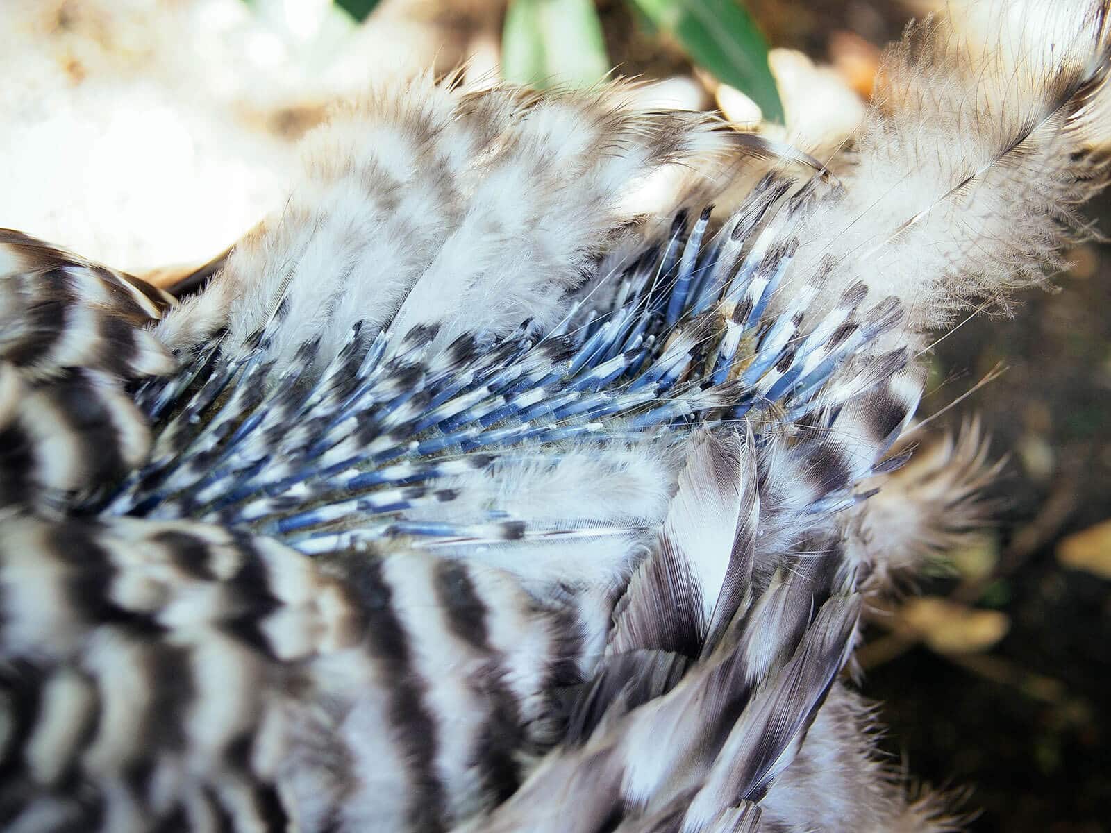 New feathers breaking out of feather shafts on a chicken's tail
