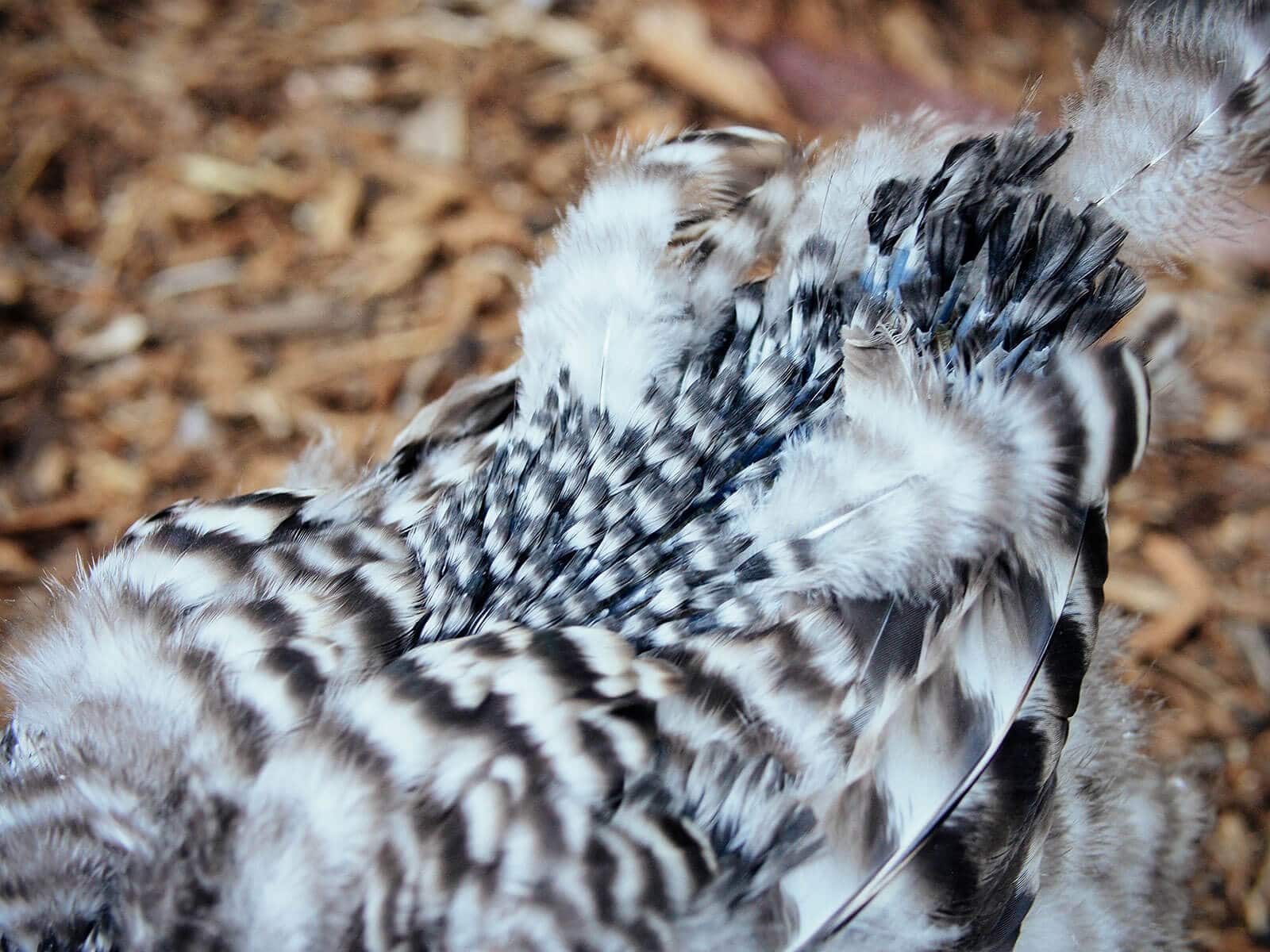 Brand-new feathers on a chicken's tail