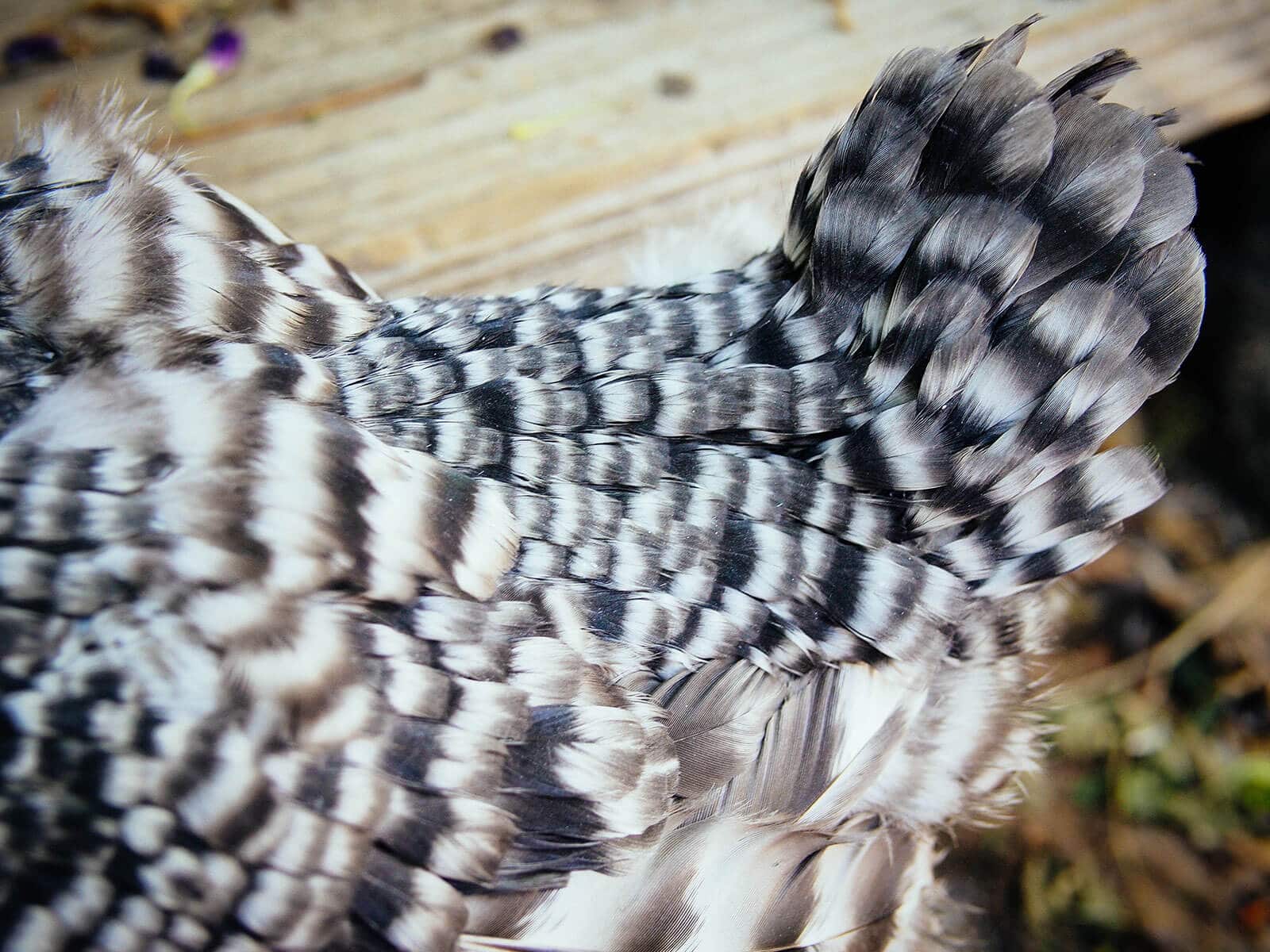 Newly emerged feathers on Barred Rock chicken's tail at the completion of a molt