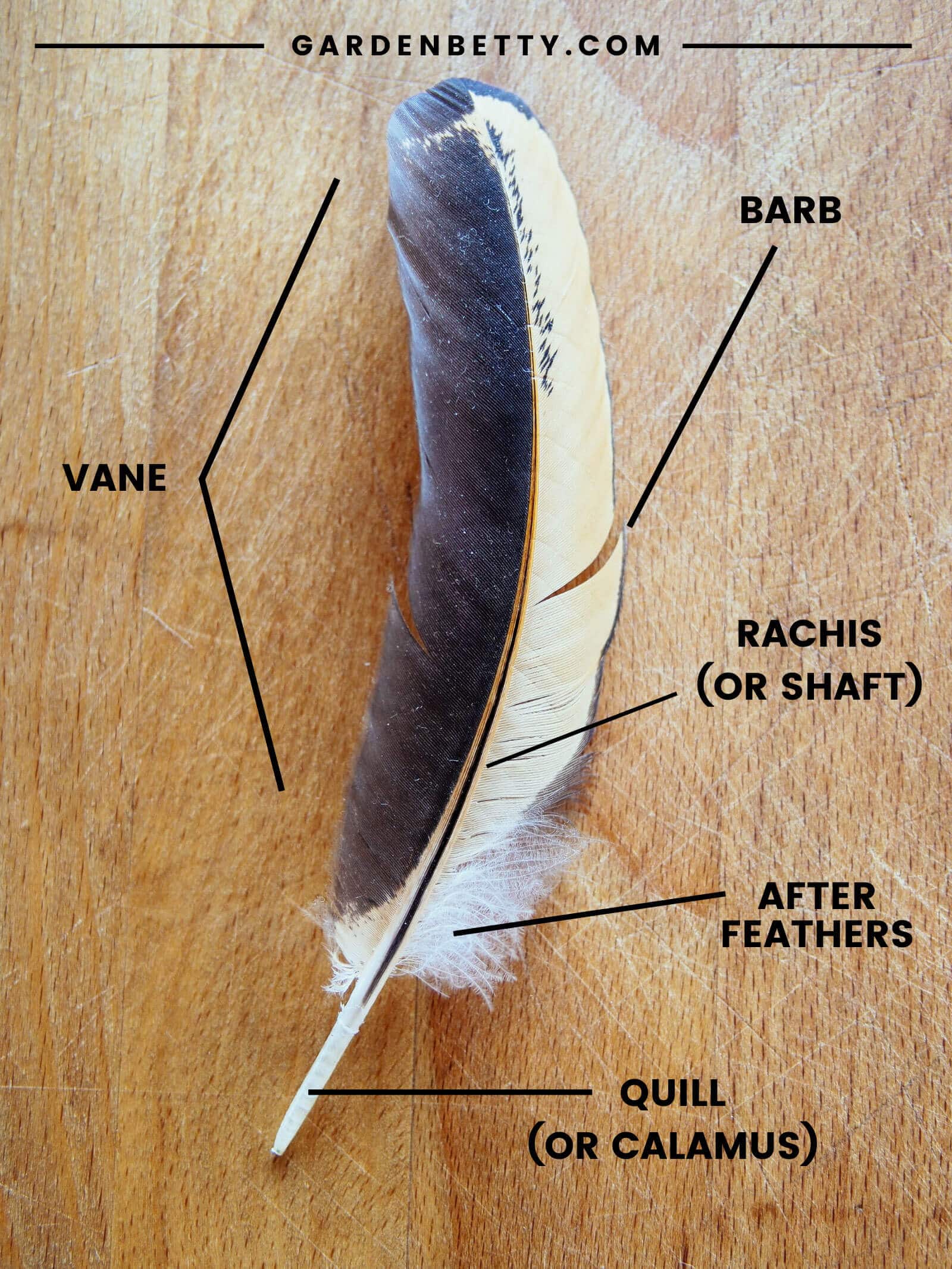 Diagram showing the anatomy of a chicken feather: vane, barb, rachis, afterfeathers, and quill