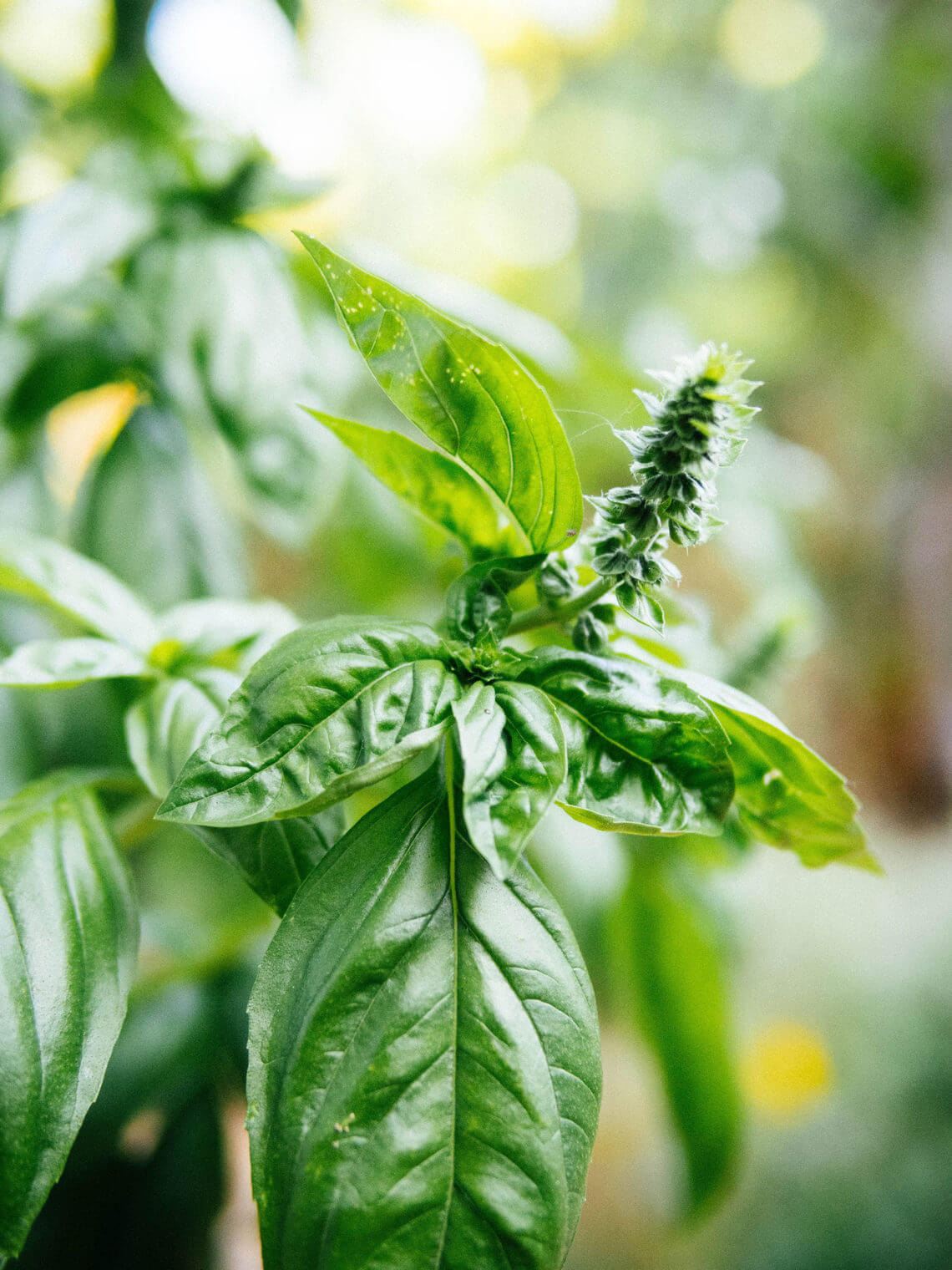 How to preserve basil the easy way
