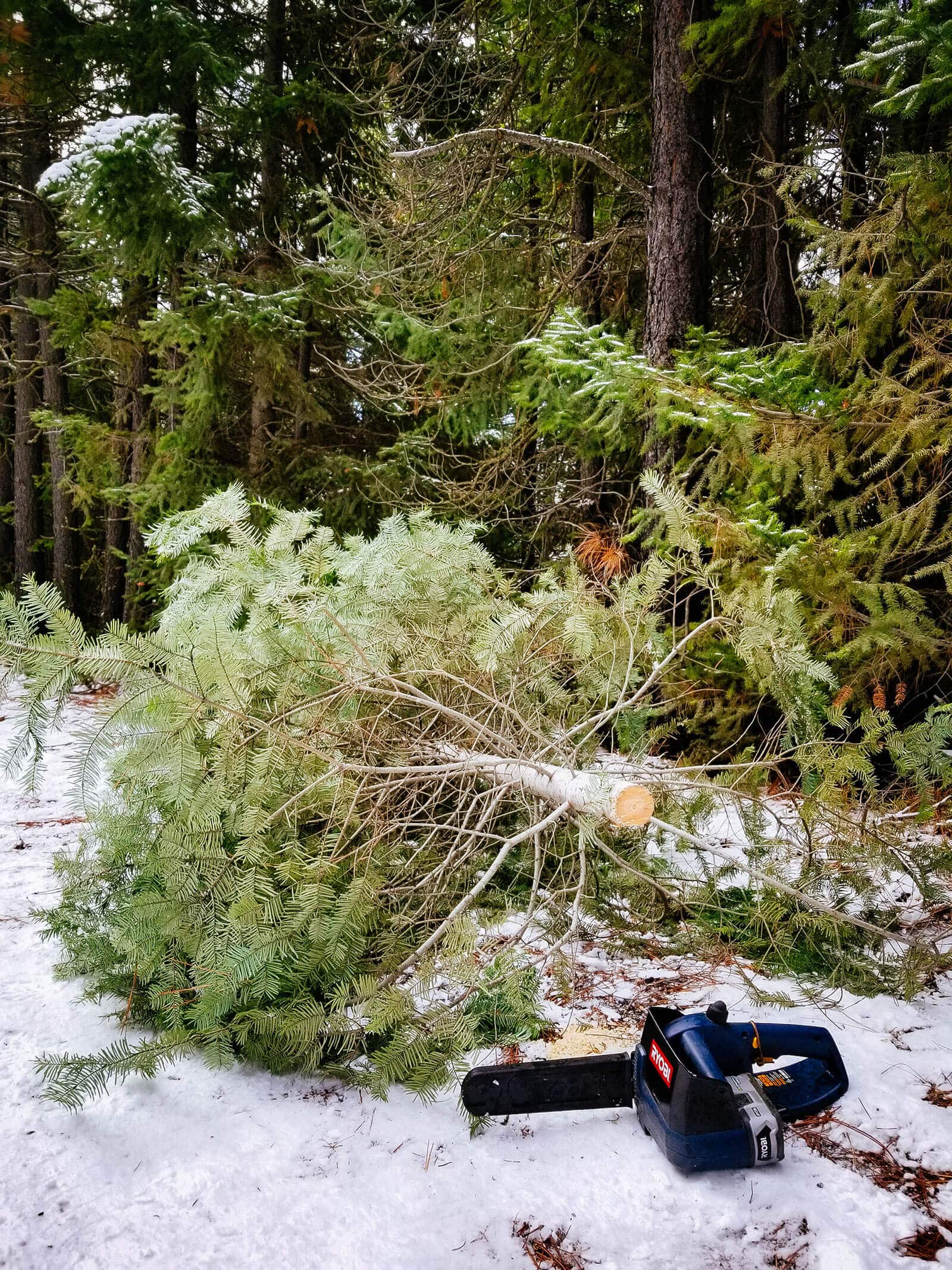 A freshly cut fir tree in a snowy forest, with a chainsaw next to it