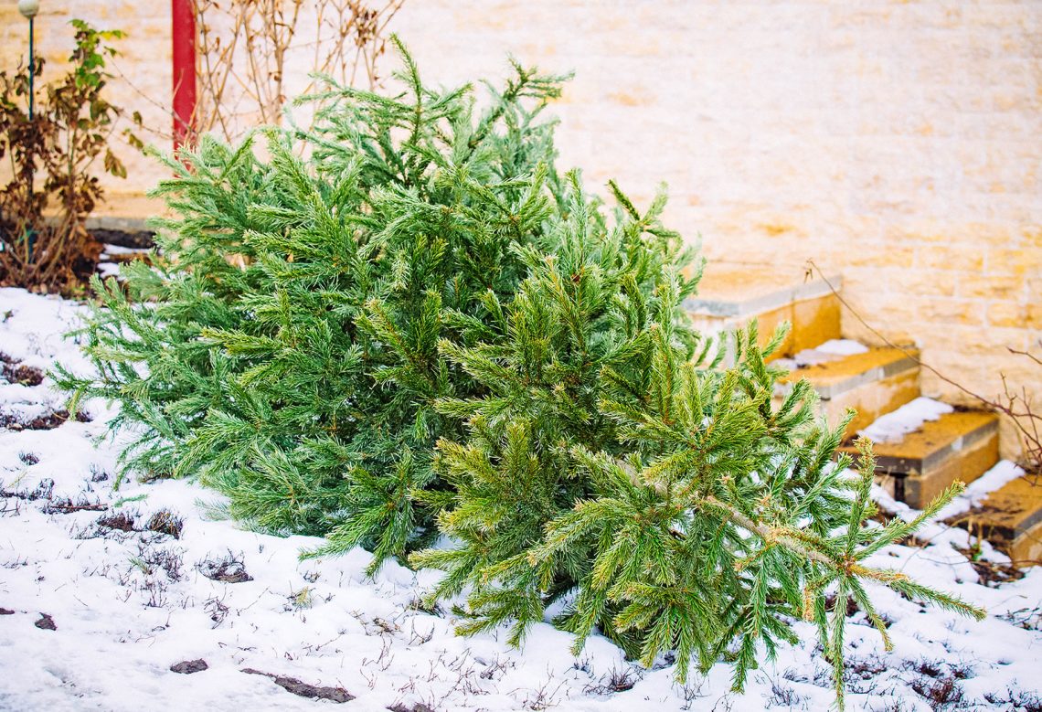 10 clever ideas for repurposing an old Christmas tree
