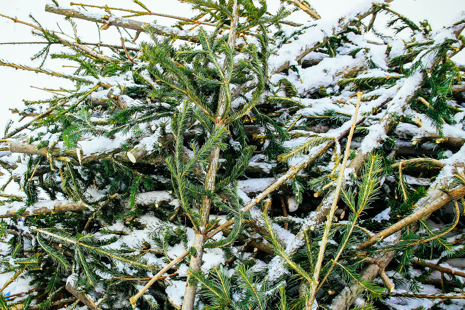 Cut-up boughs from an old Christmas tree sitting in the snow