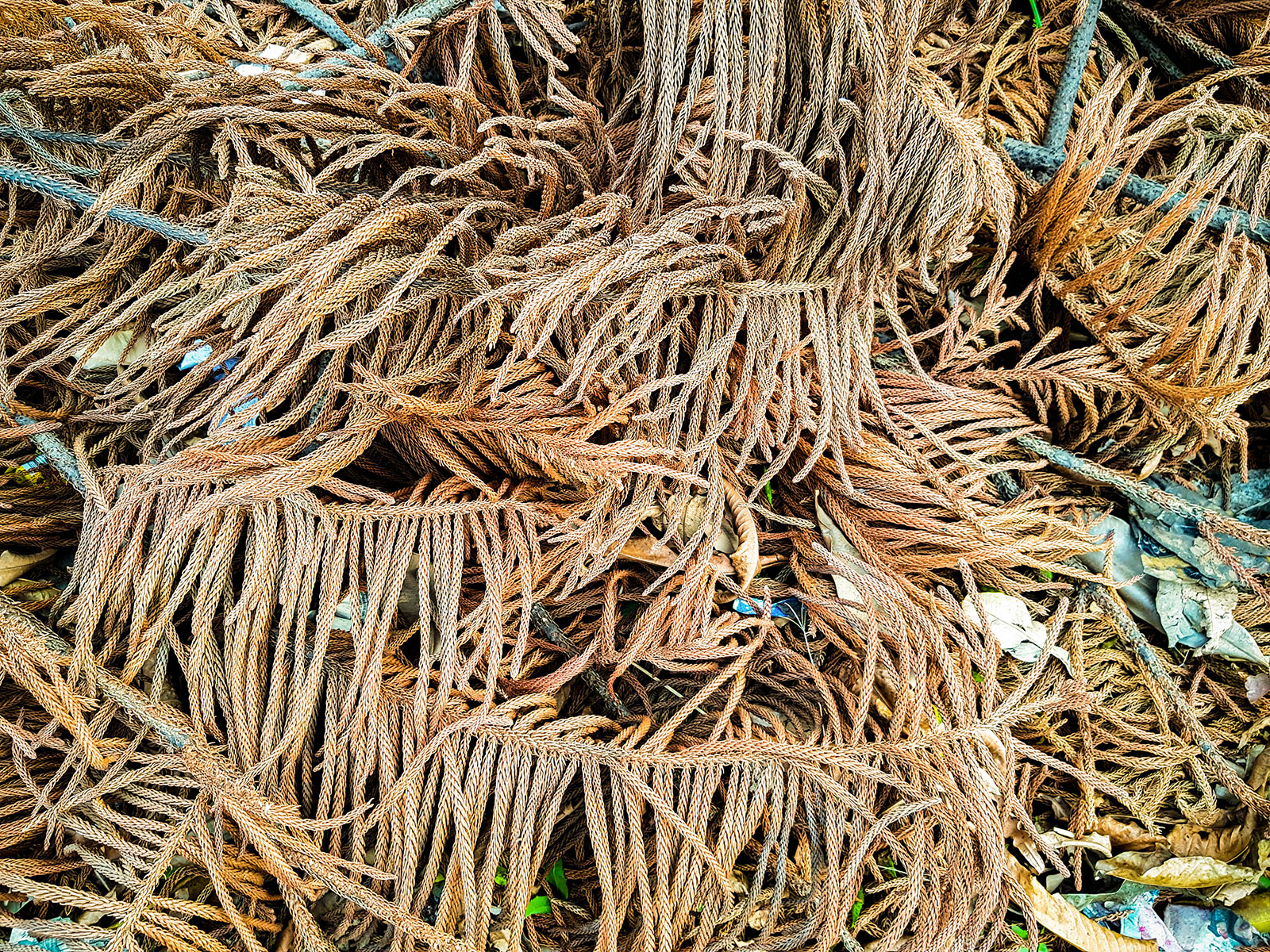 Dried-up needles from a Fraser fir tree