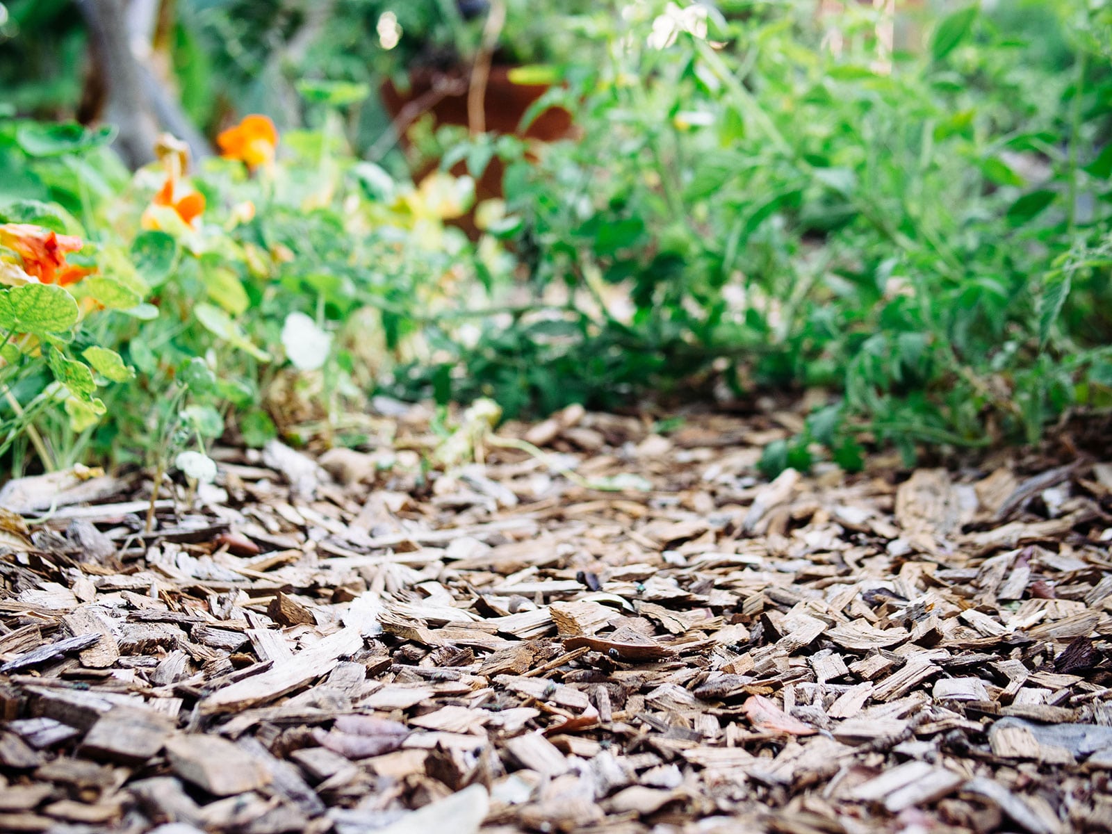 Close-up of chipped wood mulch in a garden