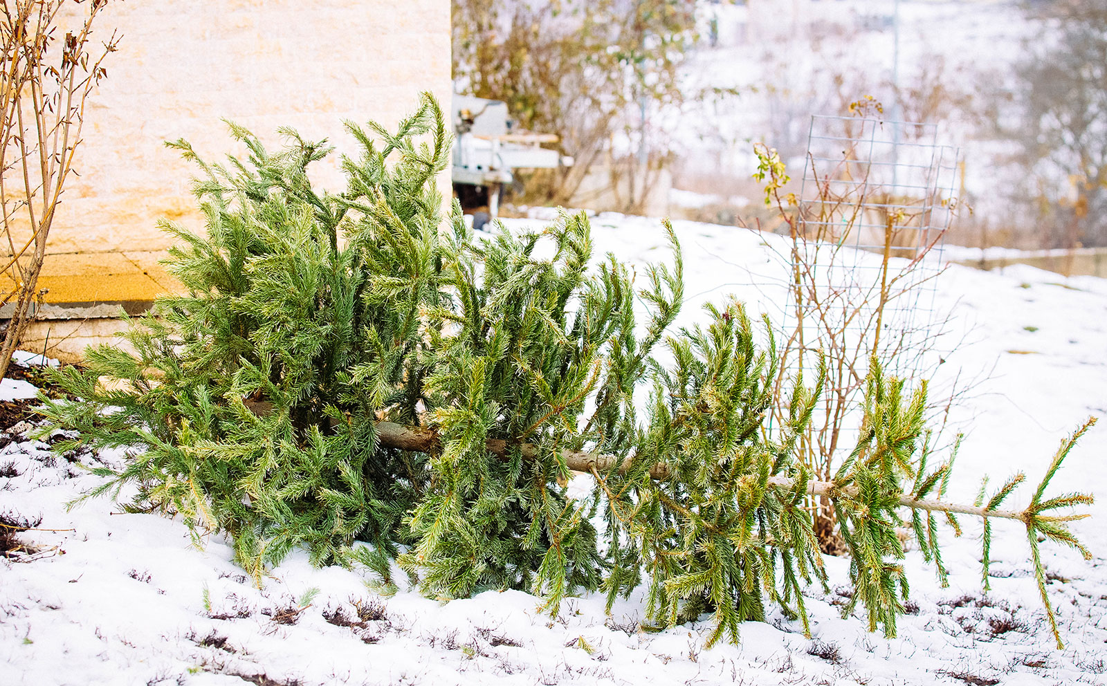 An old Christmas tree lying on its side in the yard, repurposed as a wildlife habitat