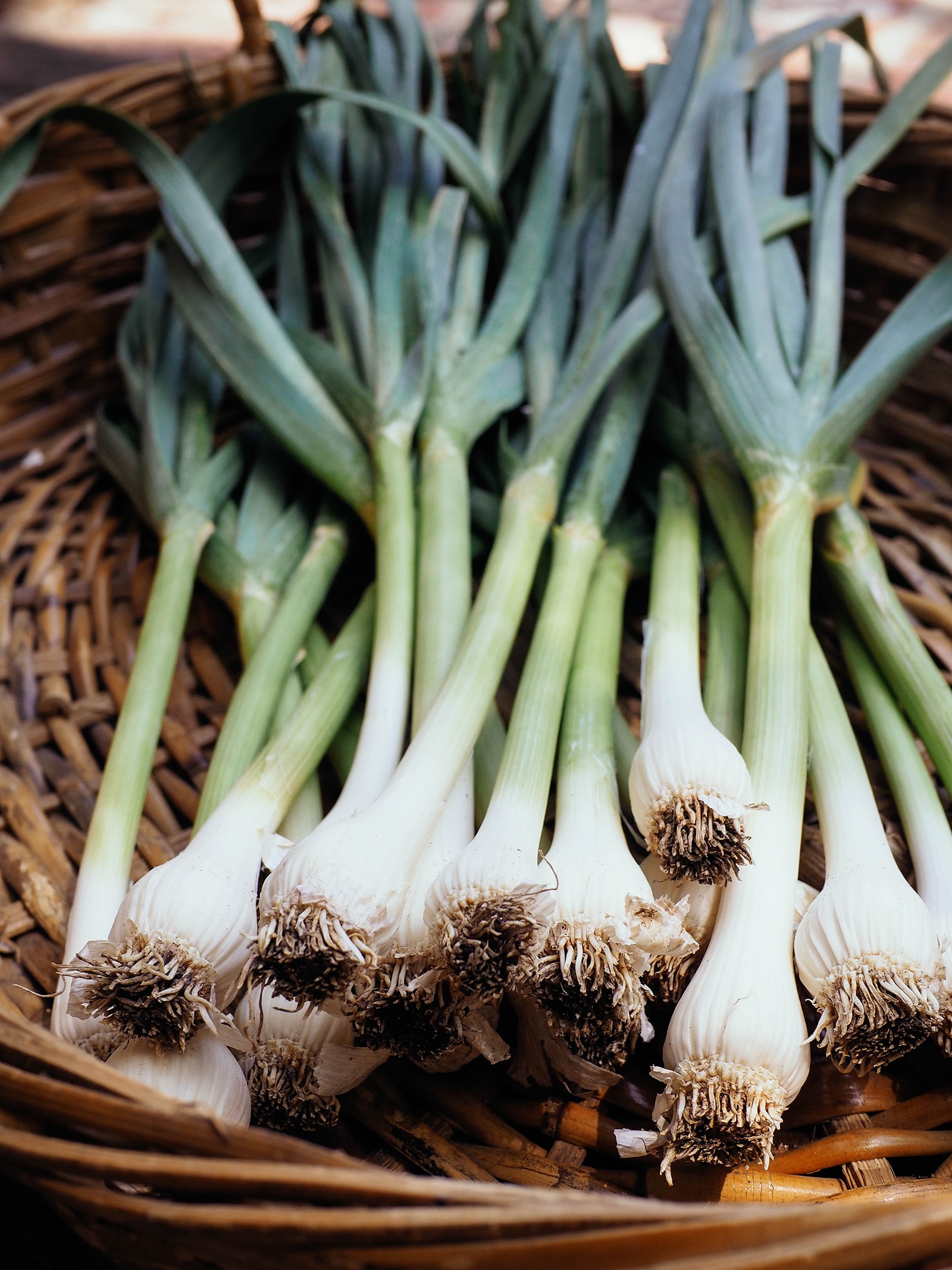 Undivided bulbs on a homegrown harvest of spring-planted green garlic