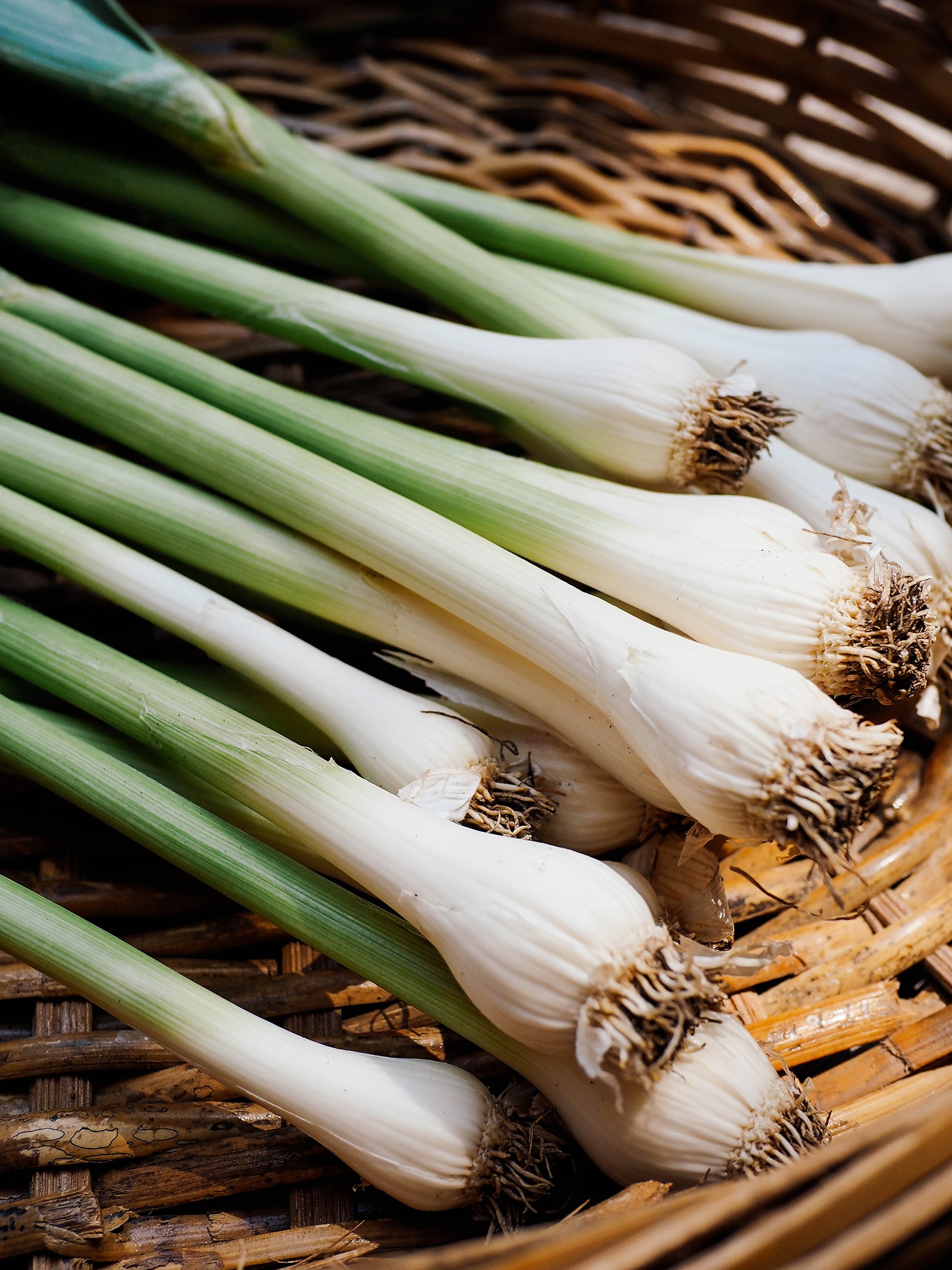 Freshly harvested baby garlic in a basket