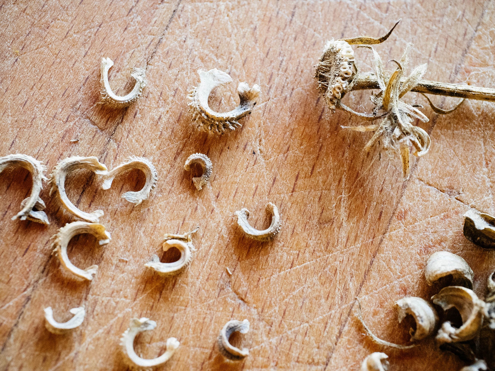 A dried flower head and calendula seeds scattered on a counter