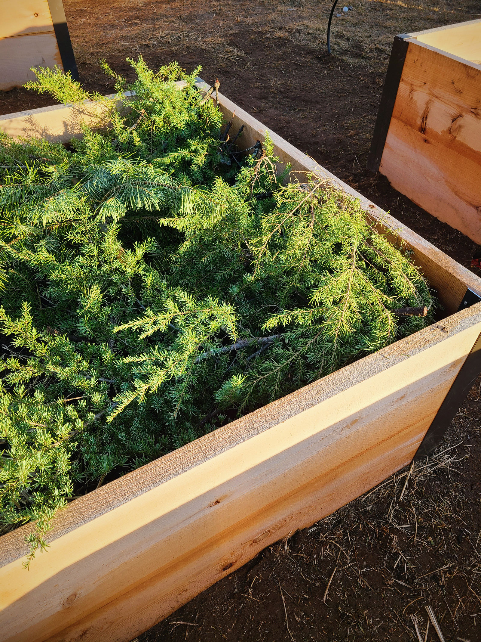 A raised garden bed mulched with boughs from an old Christmas tree