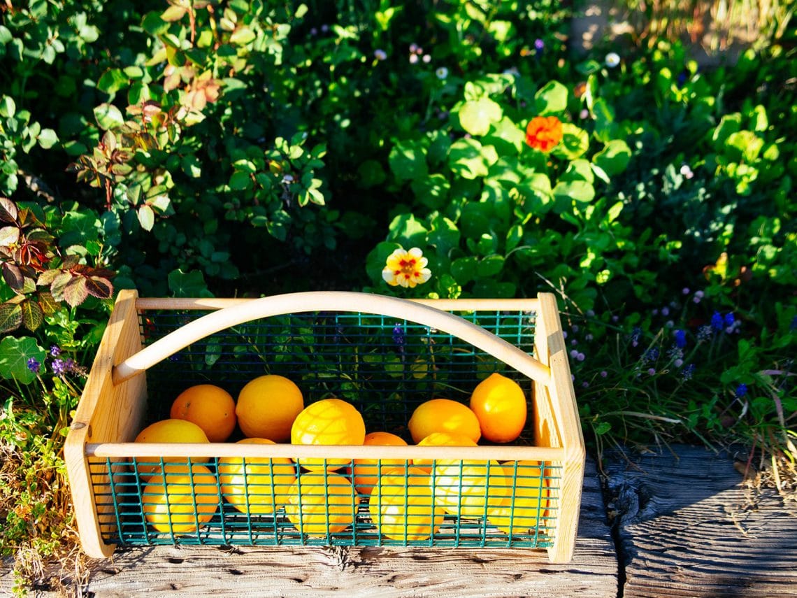 Harvest basket filled with lemons, sitting in a flower garden