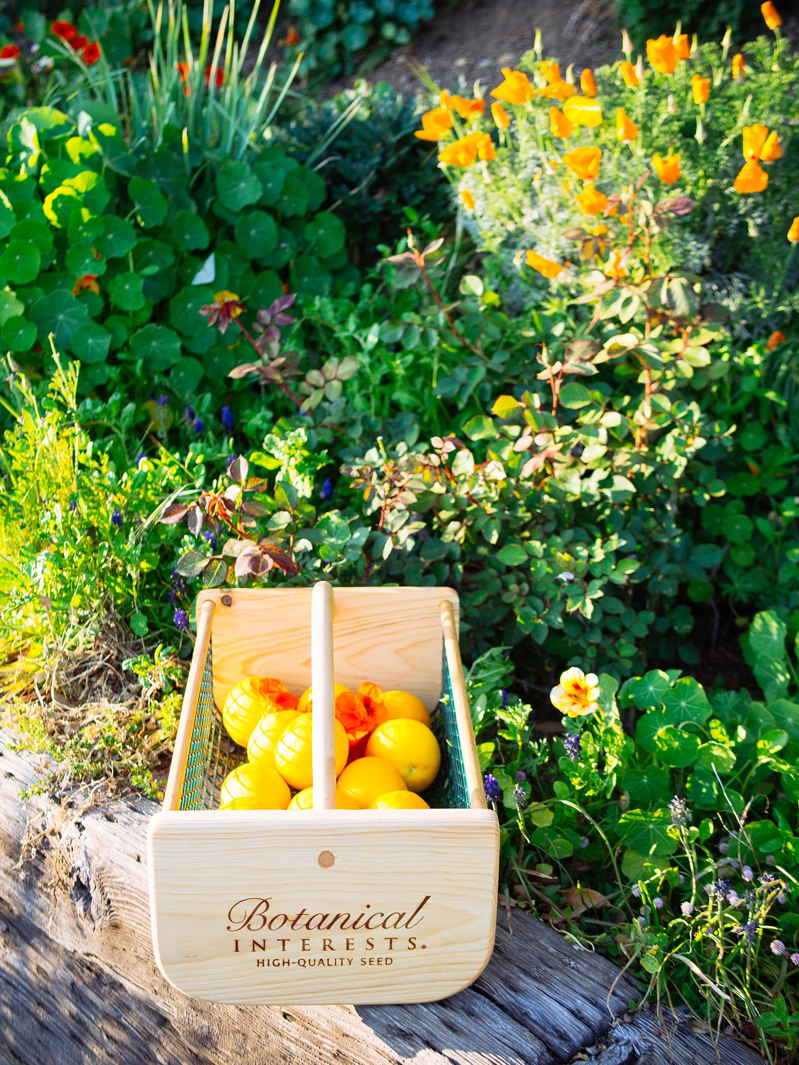 Wooden basket with Botanical Interests logo, filled with lemons, in a flower garden