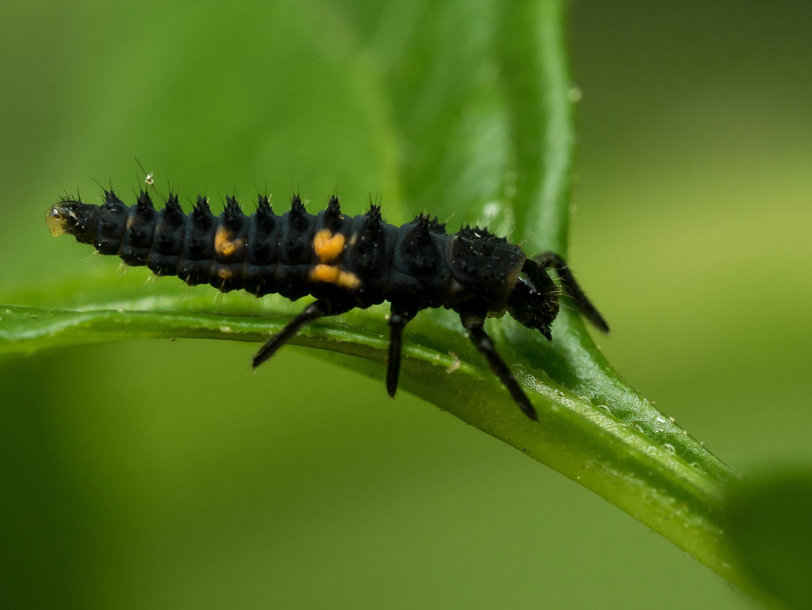 Close-up of black lady beetle larva on a leaf