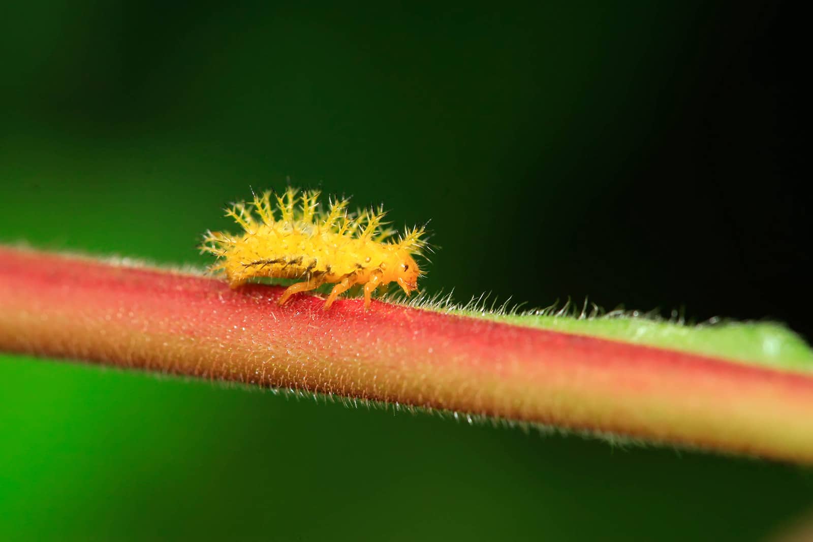 Close-up of yellow ladybug larva on a red stem