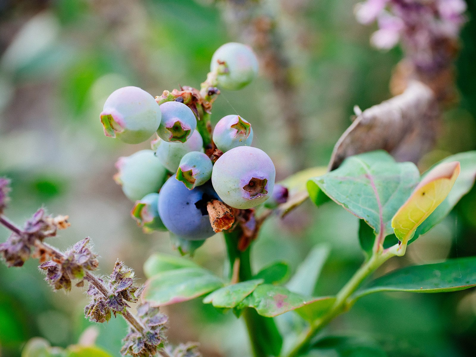Close-up of blueberries growing in a garden