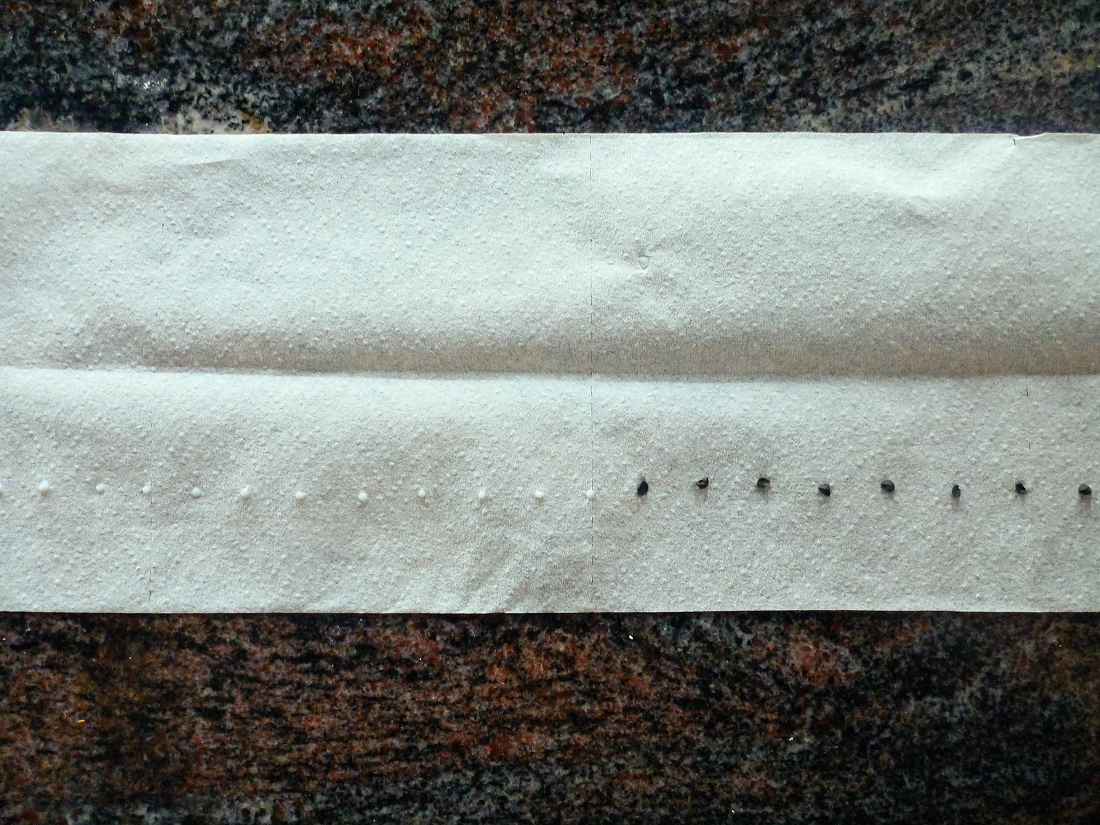 Onion seeds and glue dots lined up in a row on a strip of toilet paper