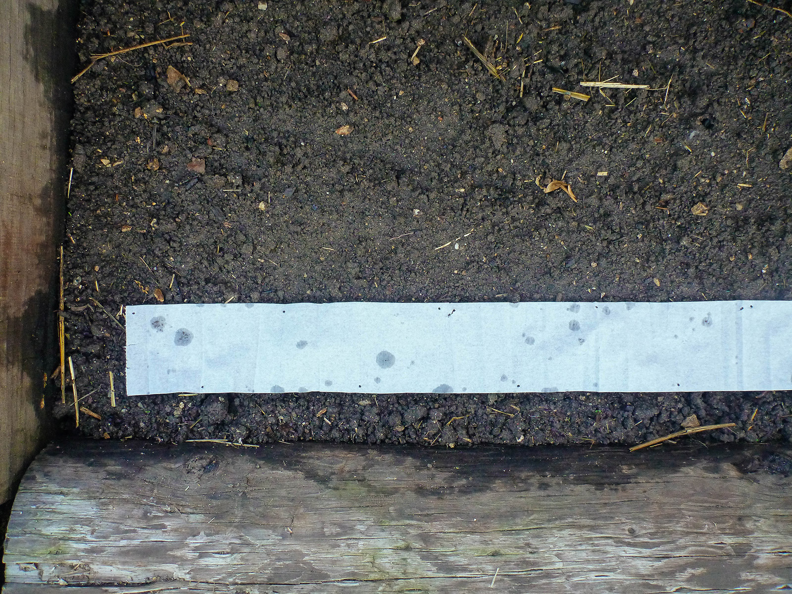 A strip of seed tape rolled out and planted in a garden bed