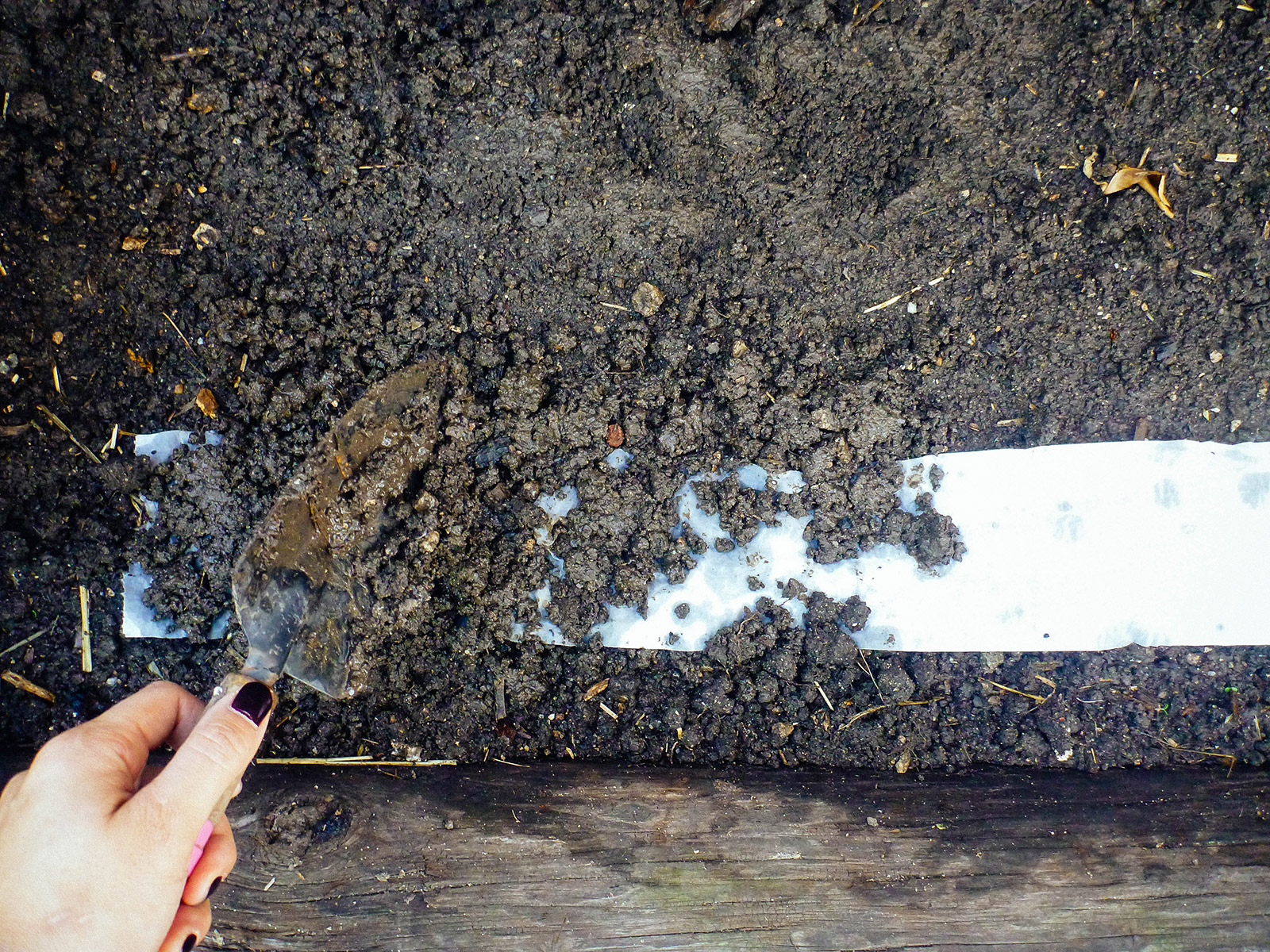 A trowel placing soil over a length of seed tape in a garden bed