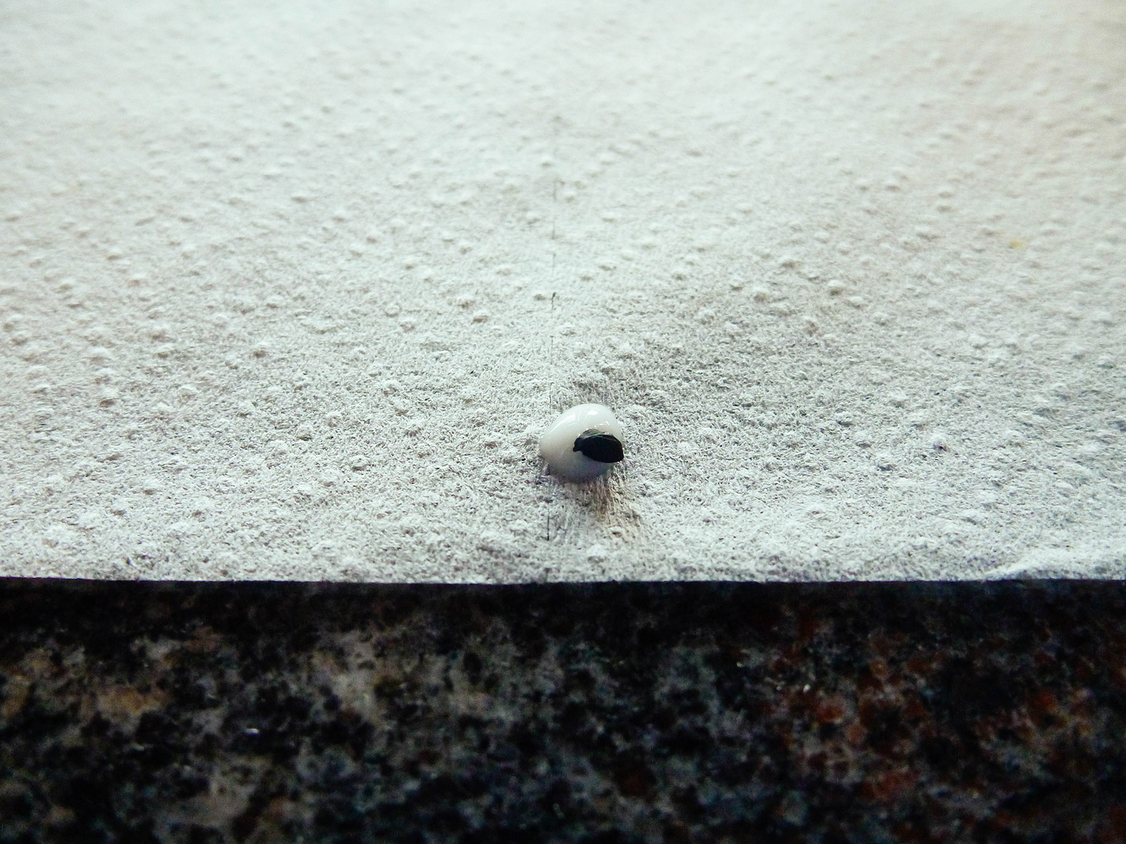 Close-up of seed placed on a dab of glue on a strip of toilet paper