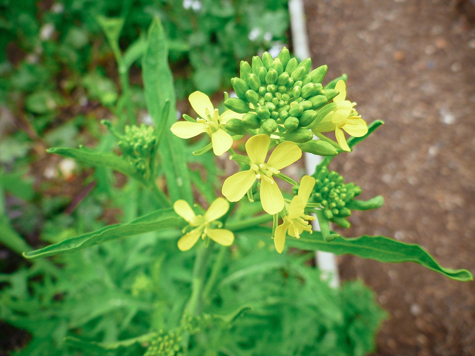 Close-up of green kale buds and yellow kale flowers