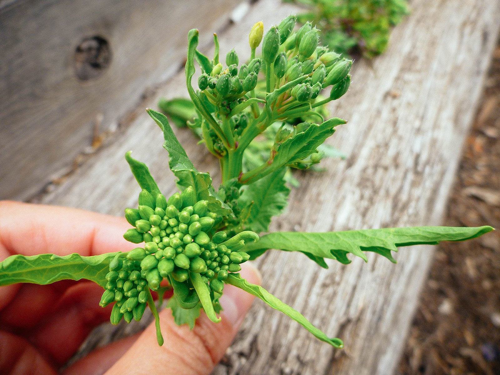 Hand holding a stem of kale florets