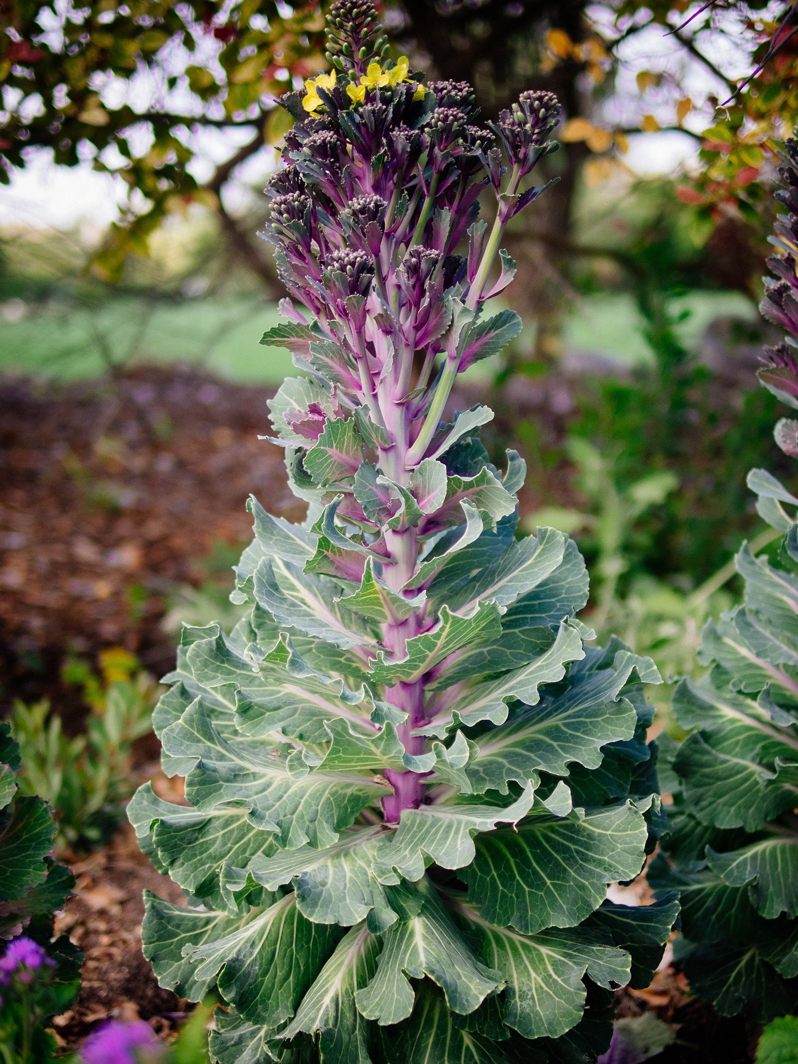 A flowering brassica plant in a garden