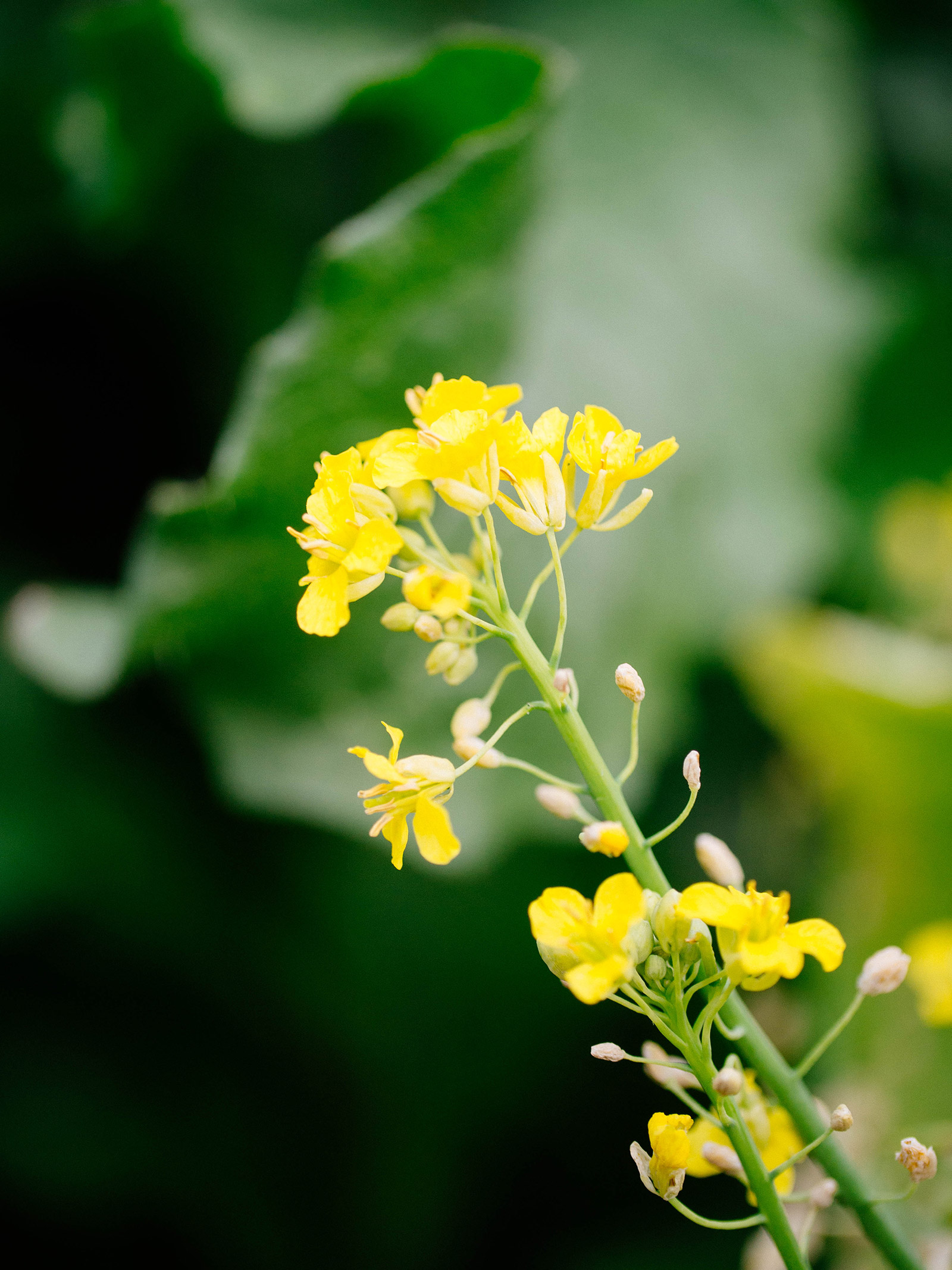 Close-up of yellow kale flowers on a stem