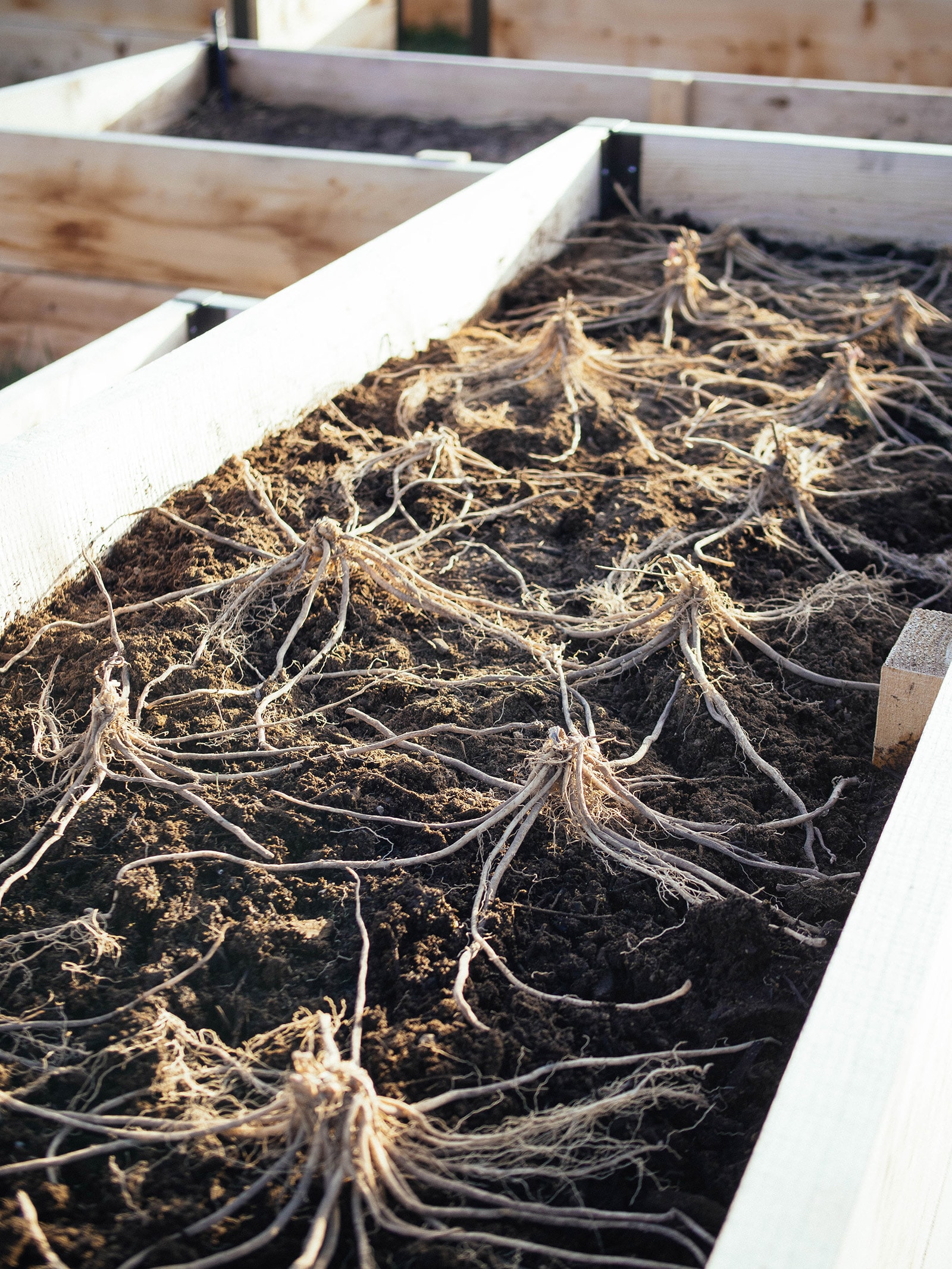 The Definitive Guide to Growing Asparagus In a Raised Bed Garden Betty