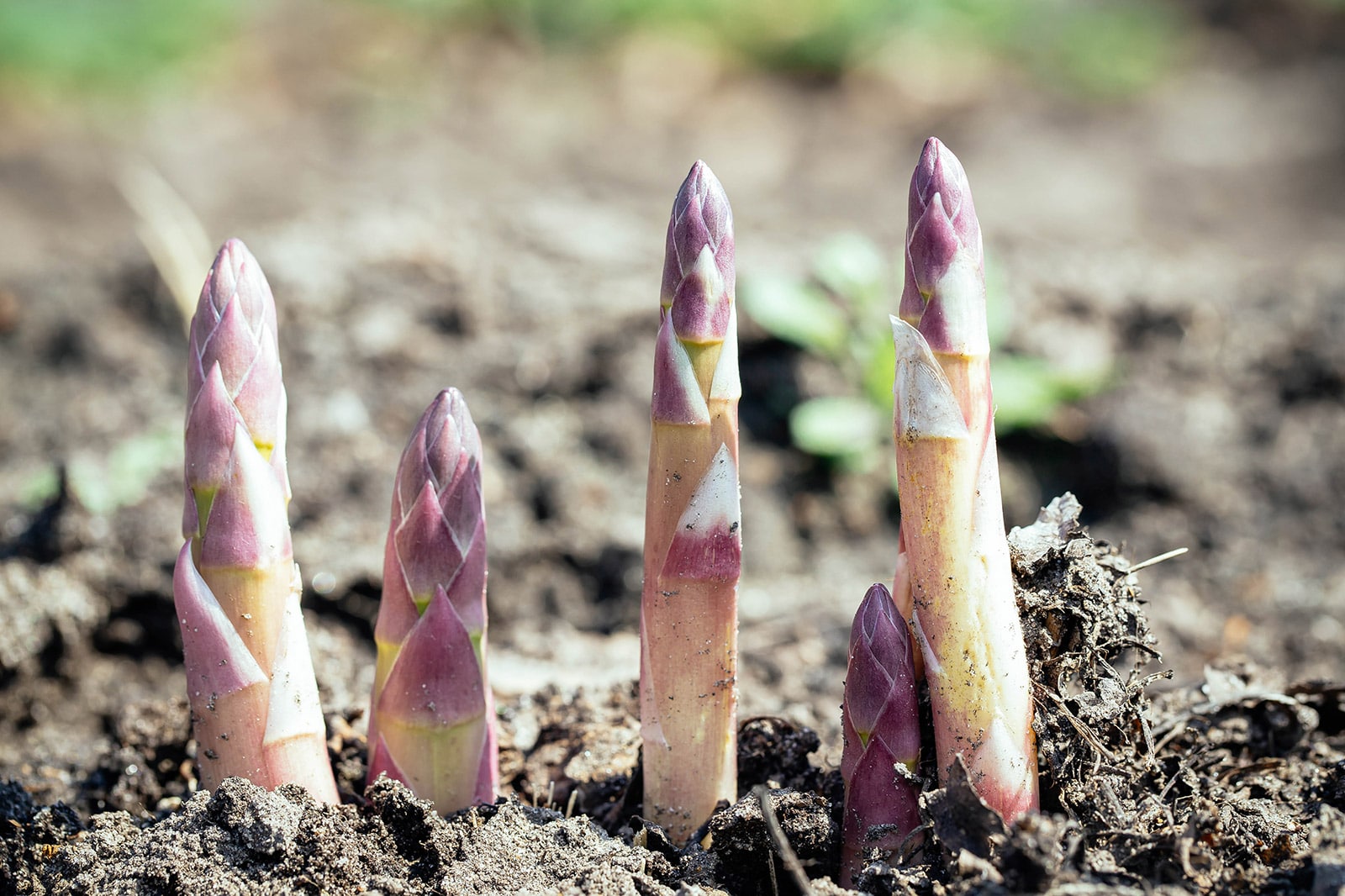 The Definitive Guide to Growing Asparagus In a Raised Bed Garden Betty