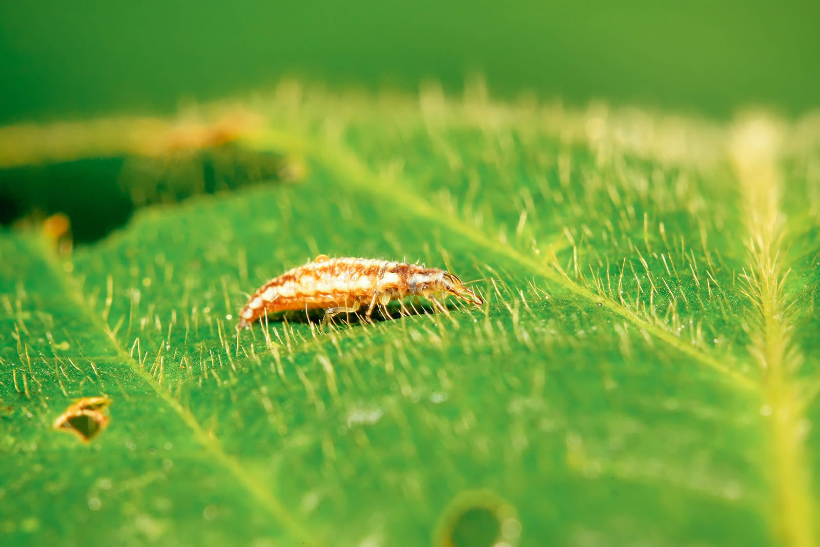 Close-up of lacewing larva on a leaf
