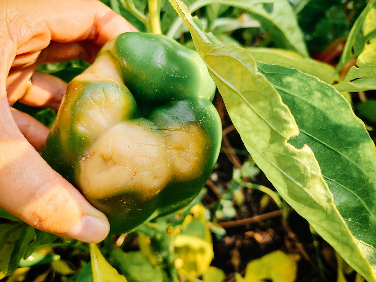 Blossom end rot starting on a pepper