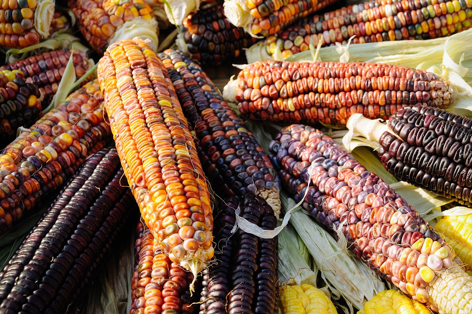 A pile of colorful Peruvian corn on the cob