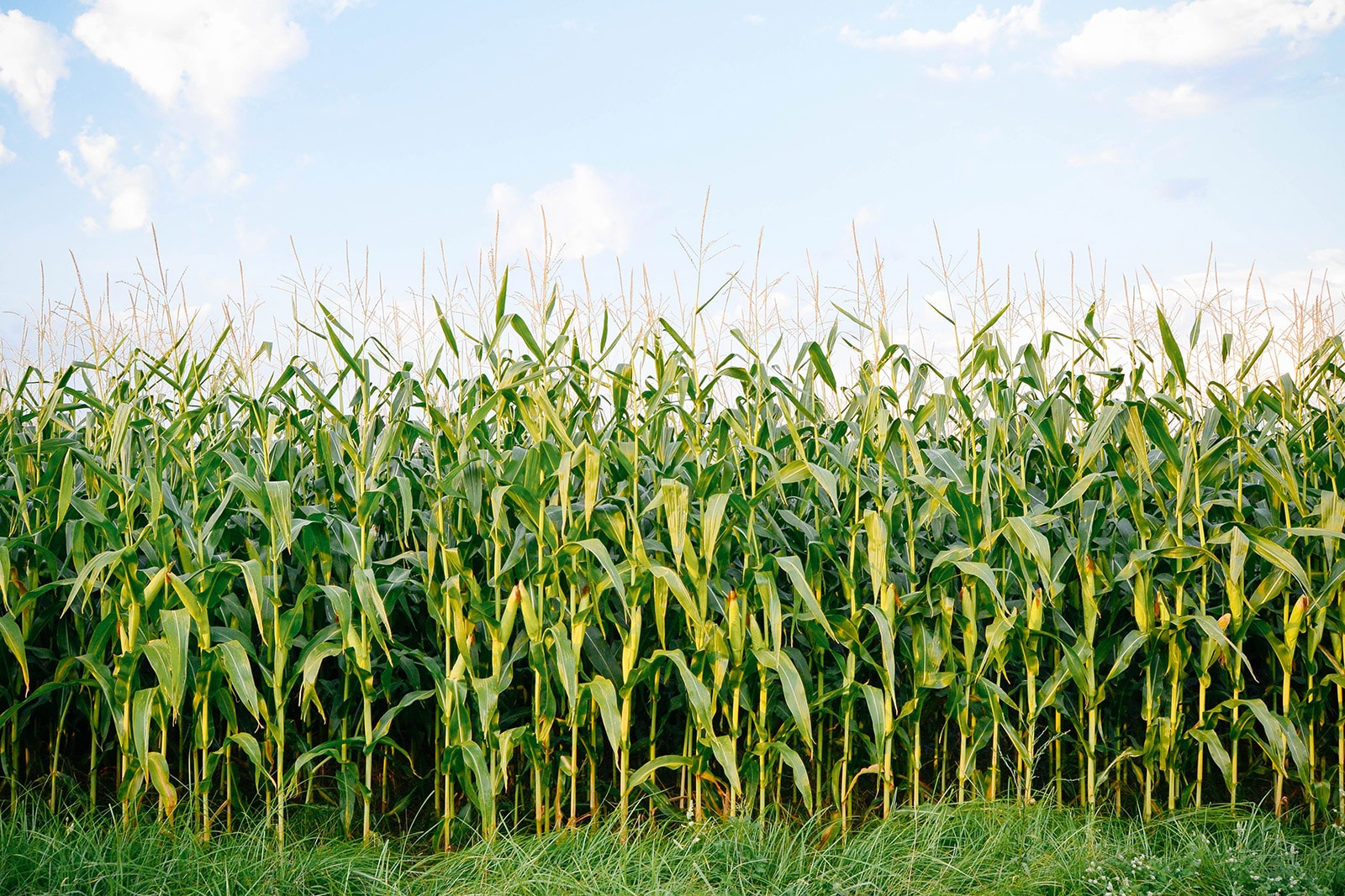 A field of tall corn stalks