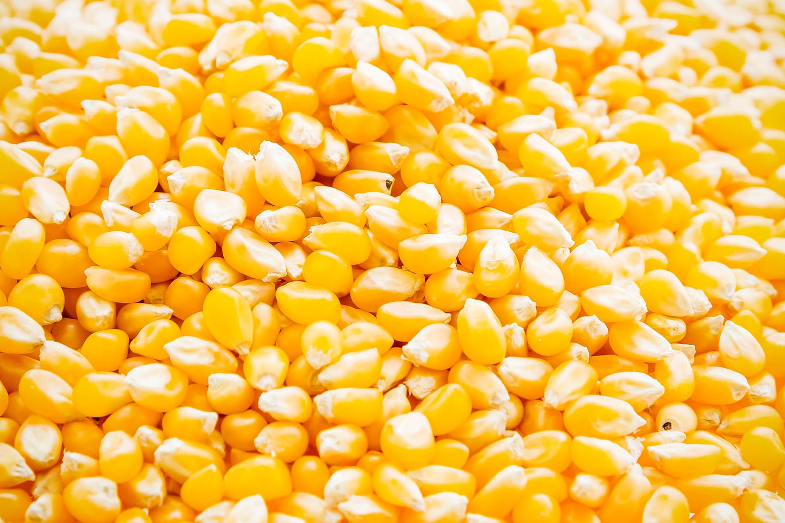 Close-up of fresh corn kernels