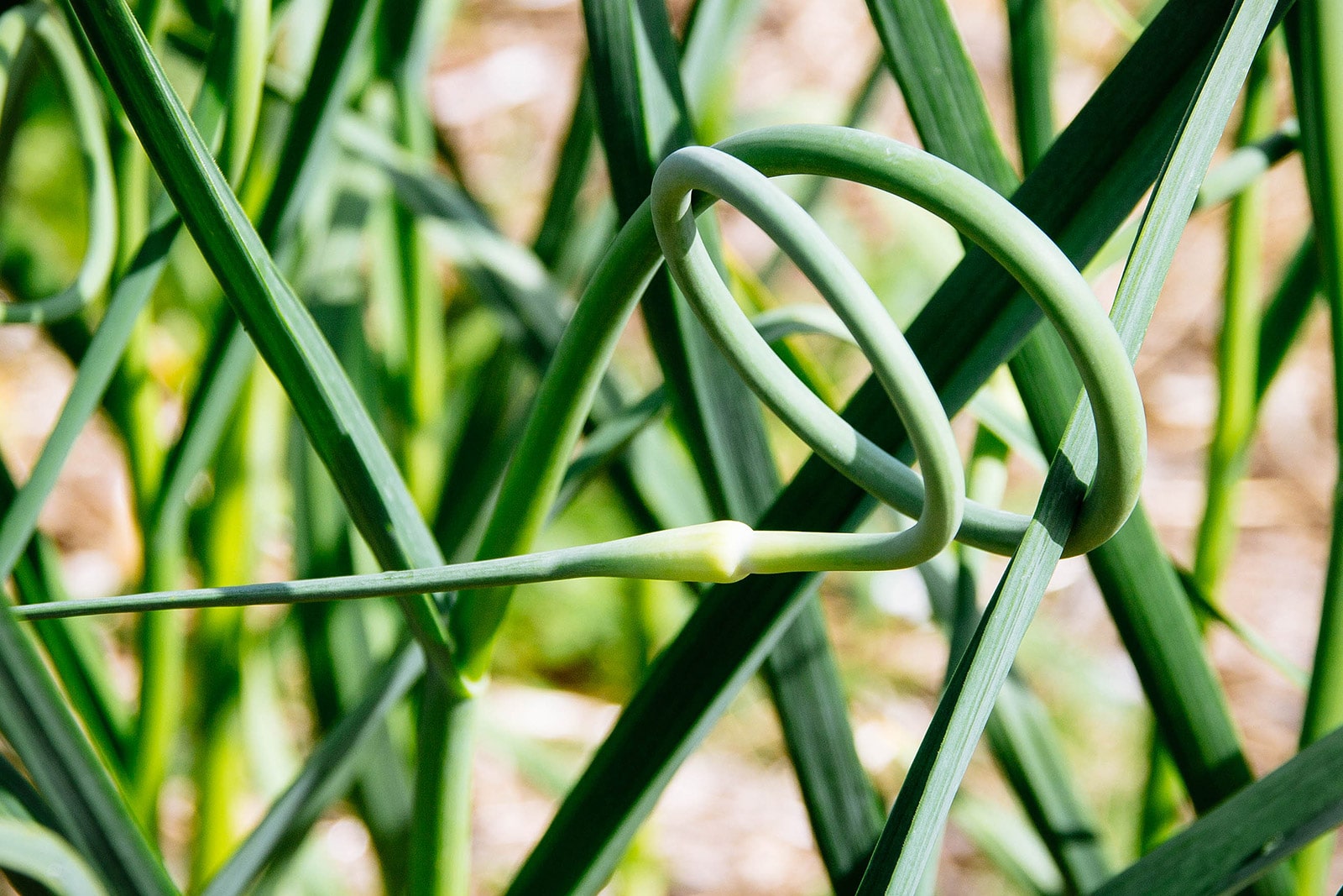 A curly garlic scape growing above a garlic plant