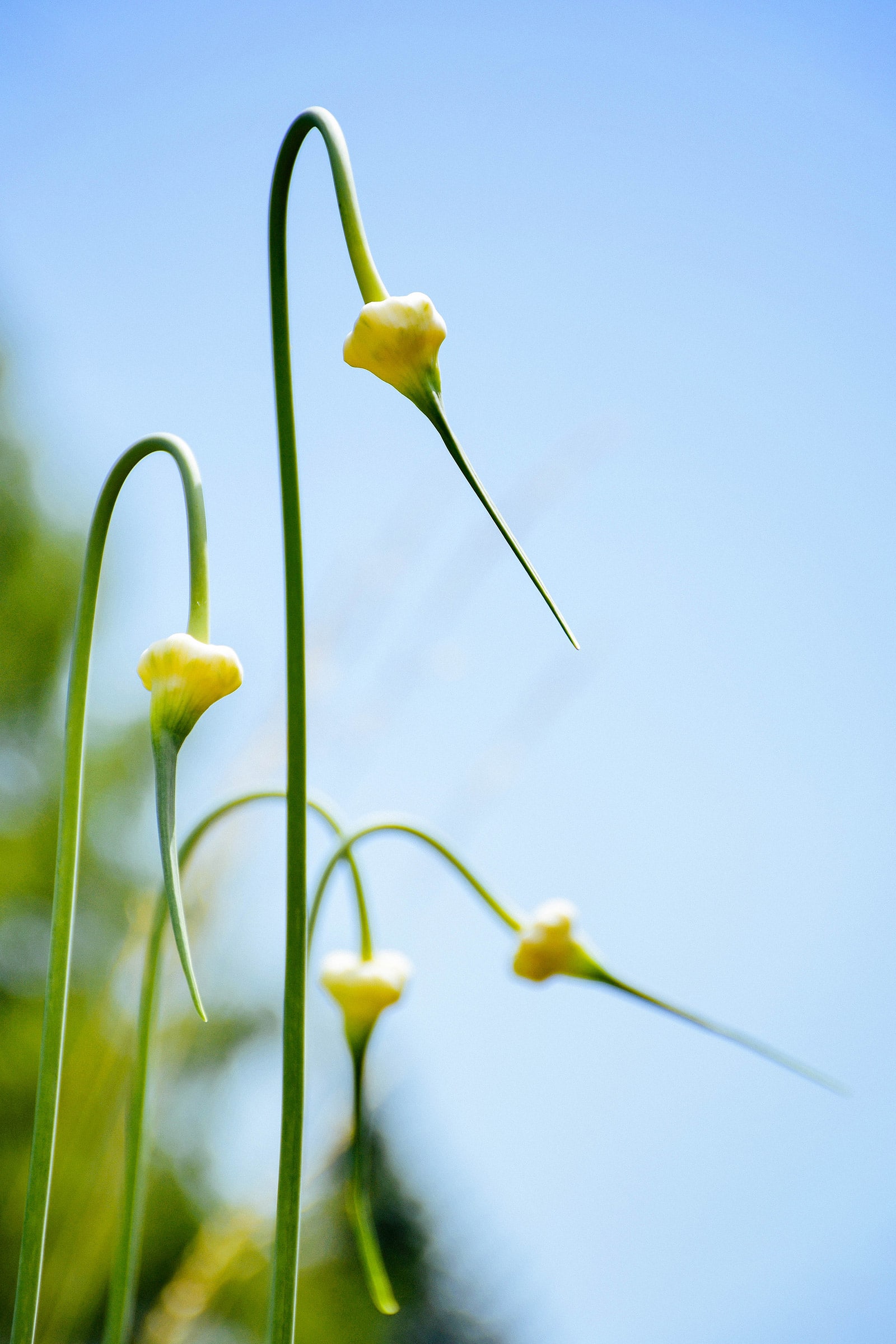 Inflorescence (flower clusters) developing on garlic plants