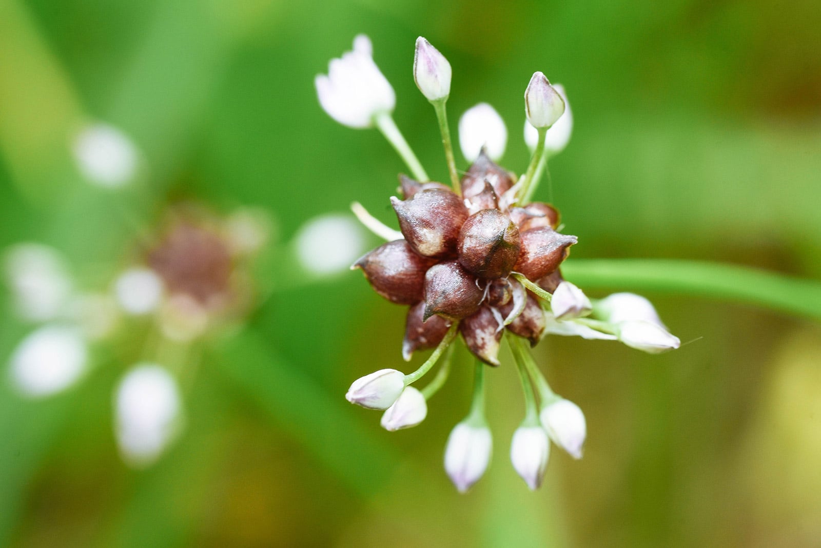 Deep purple bulbils on a garlic plant