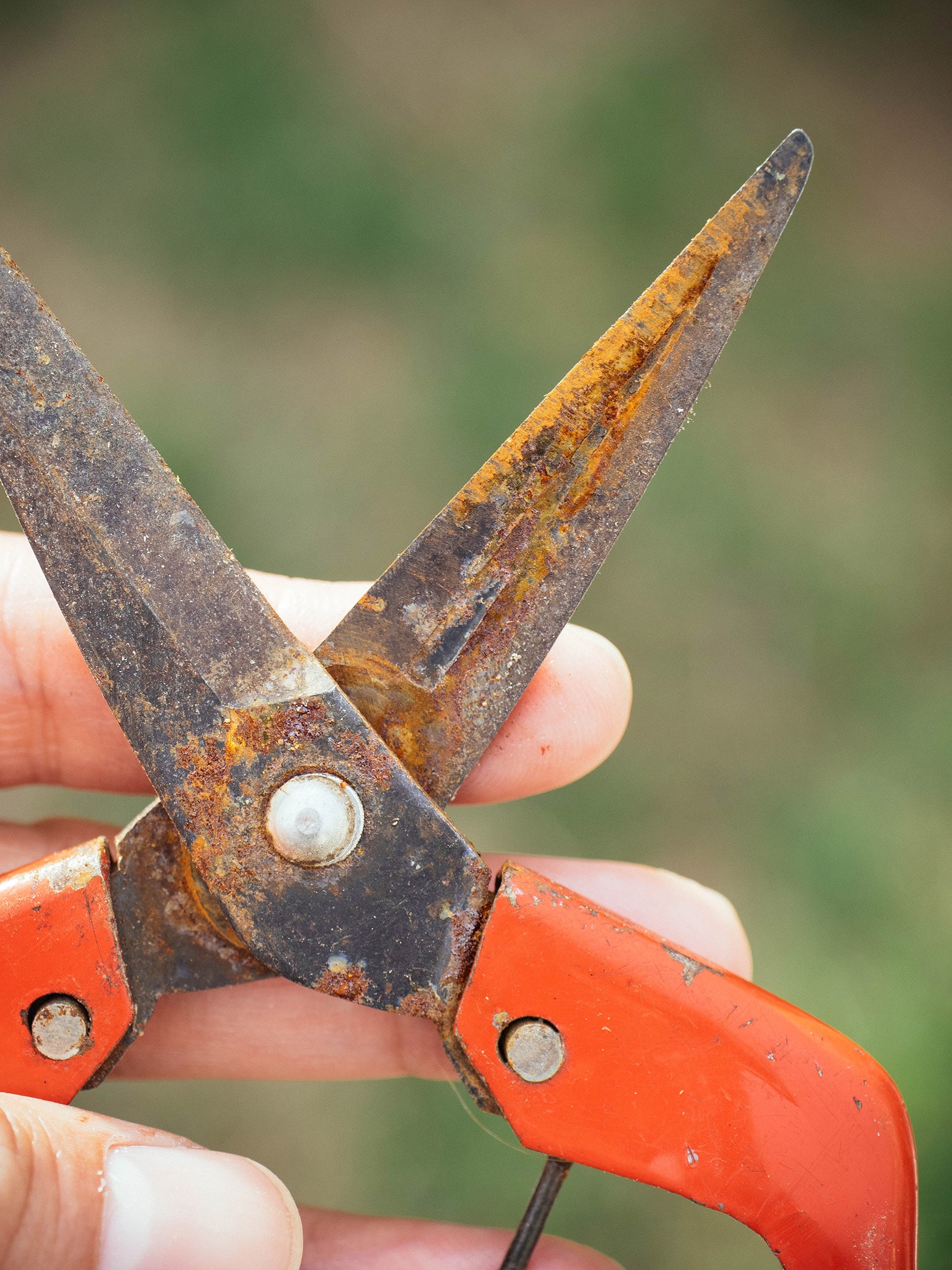 How to Clean Garden Pruners and Keep Them in Tip-Top Shape