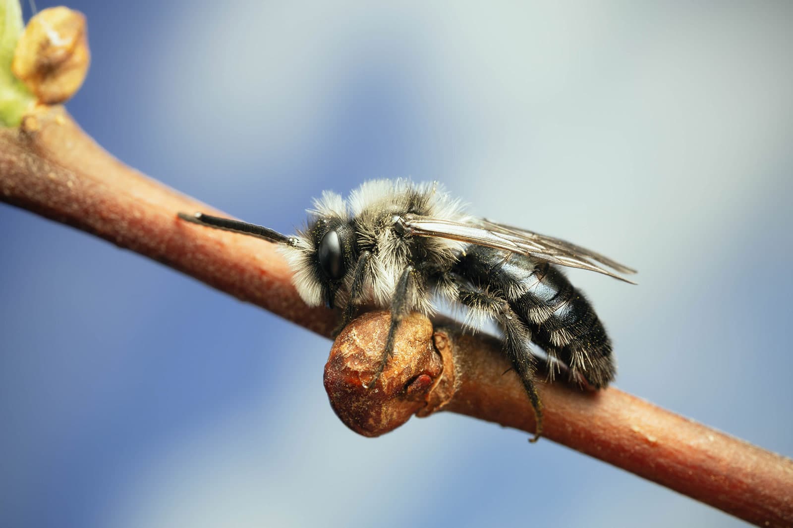 Ashy Mining Bees (Andrenidae cineraria)