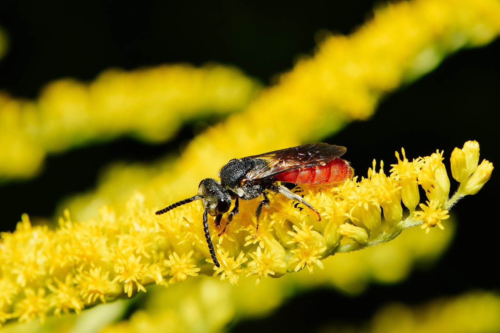 Box-headed Blood Bee (Sphecodes monilicornis)