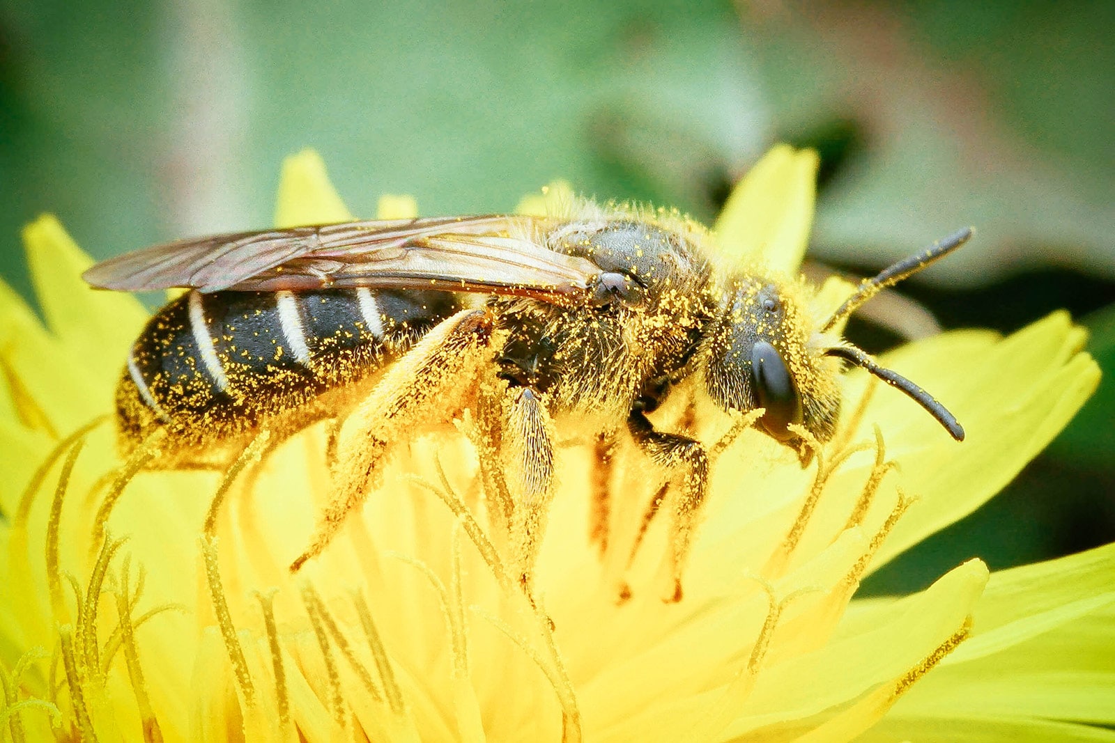 Furrow Bees (Halictus ligatus)