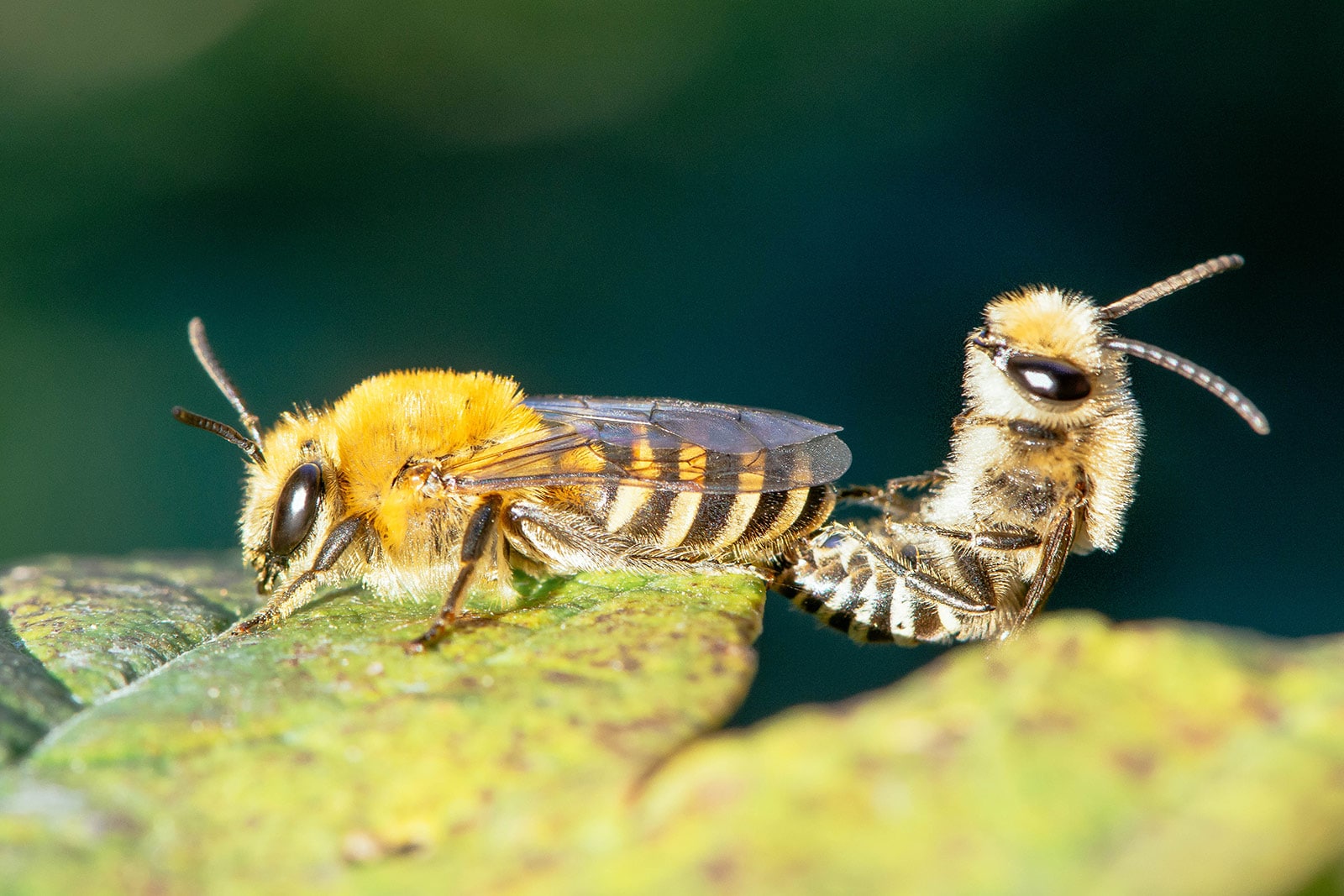 Ivy Bees (Colletes hederae)