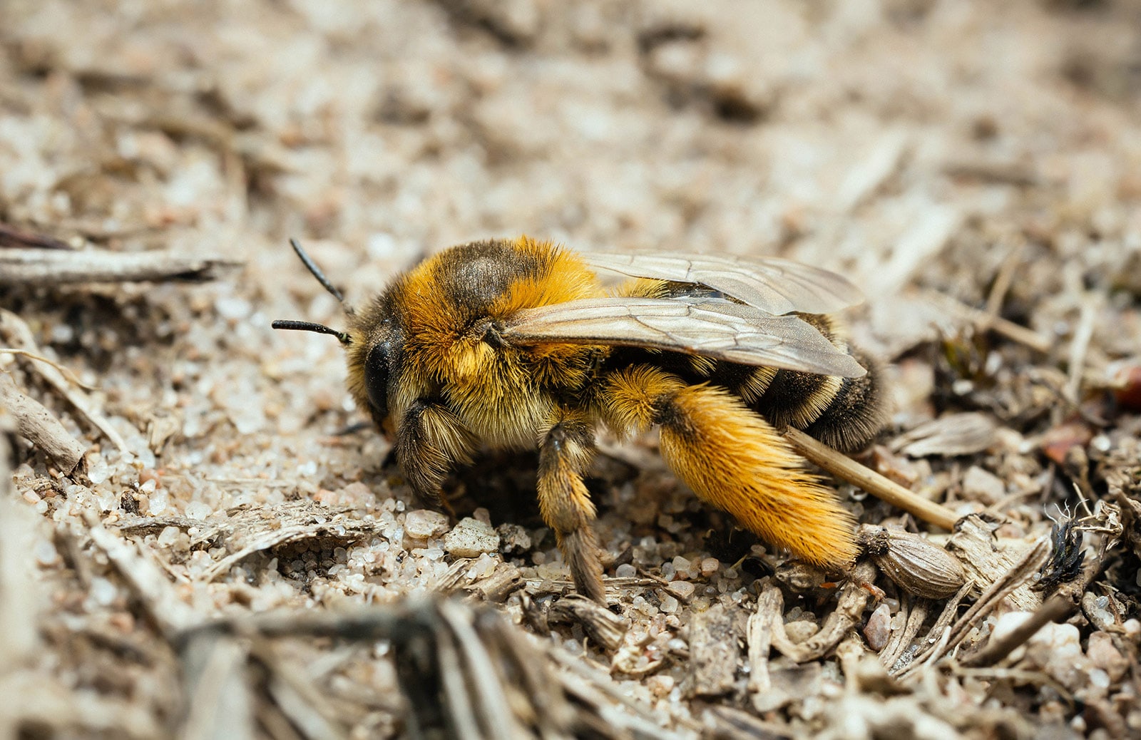 Pantaloon Bees (Dasypoda hirtipes)
