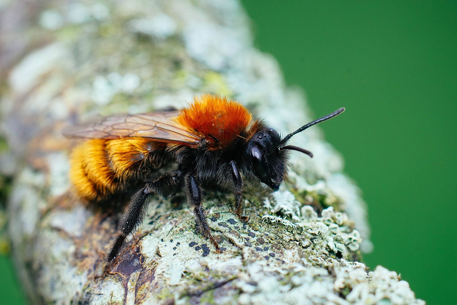 Tawny Mining Bee (Andrenidae fulva)