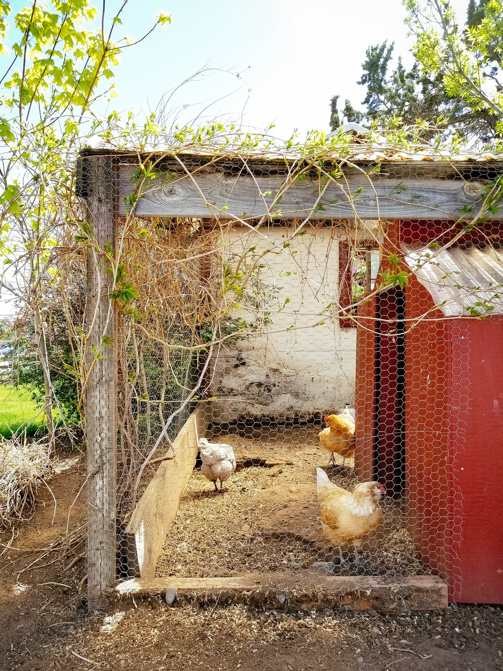 Three chickens roaming inside a rustic chicken run next to a red wooden coop