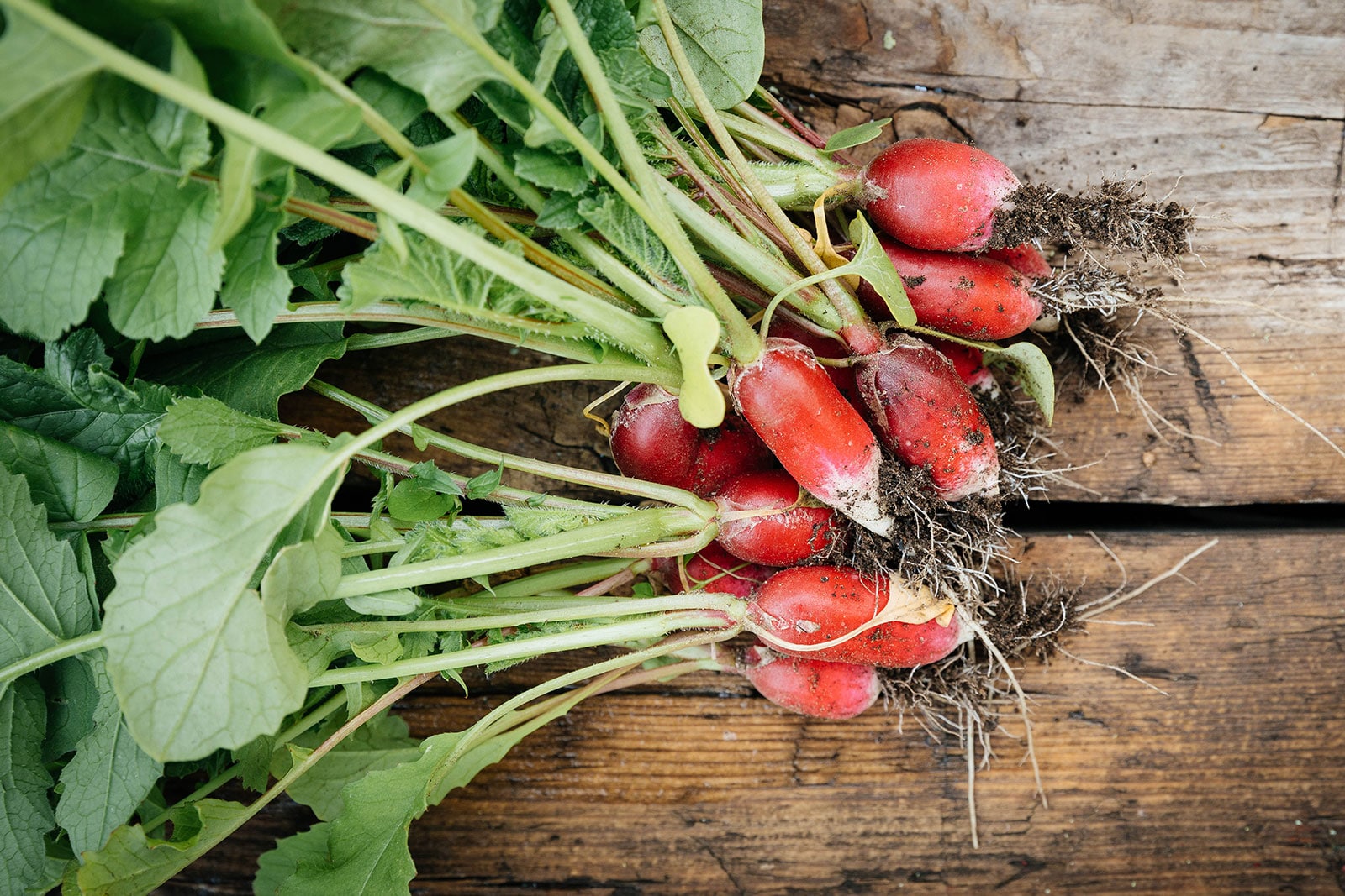 Bundle of French breakfast radishes on a rustic wooden surface