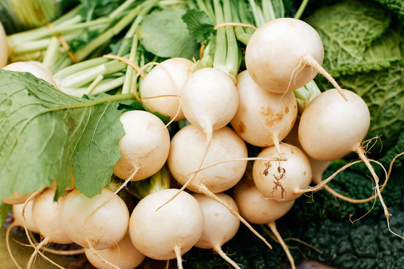 Bundle of baby white turnips tied together