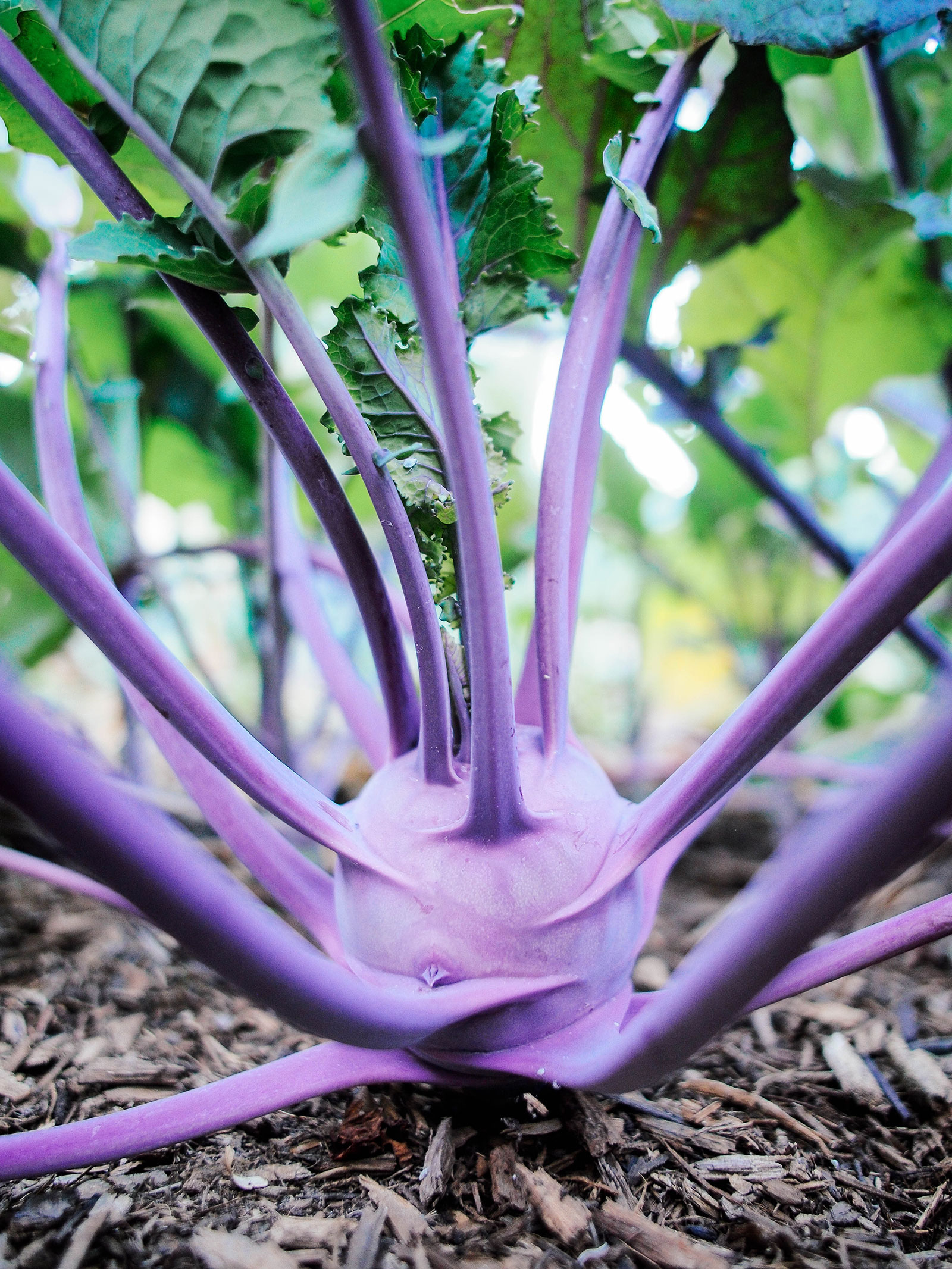 Purple kohlrabi growing in a garden